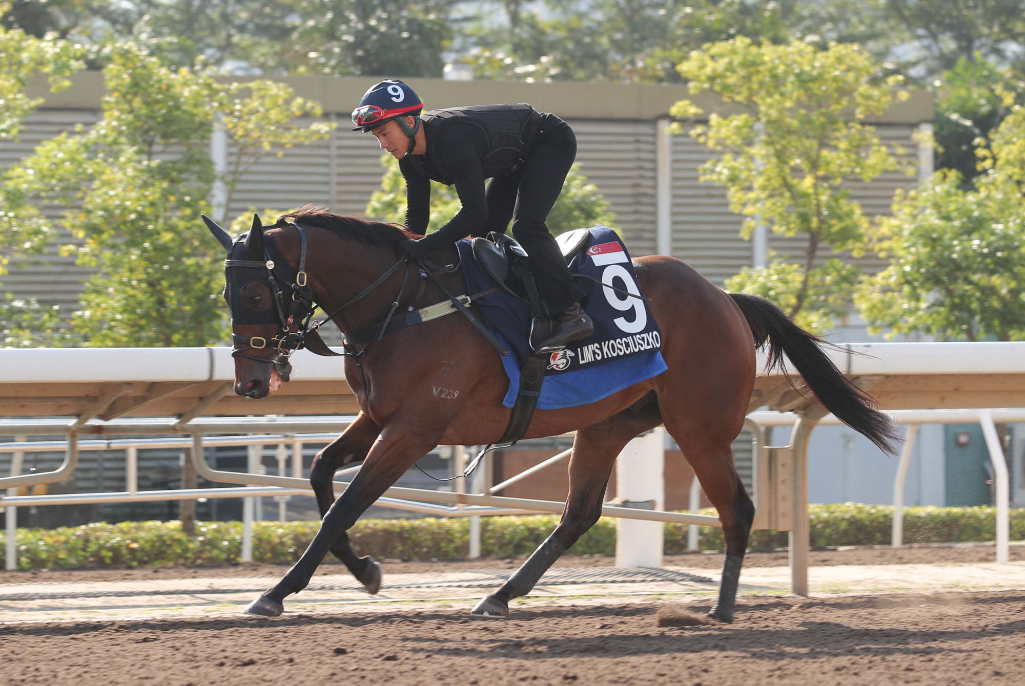 Singapore champion Lim s Kosciuszko returns for G1 LONGINES Hong