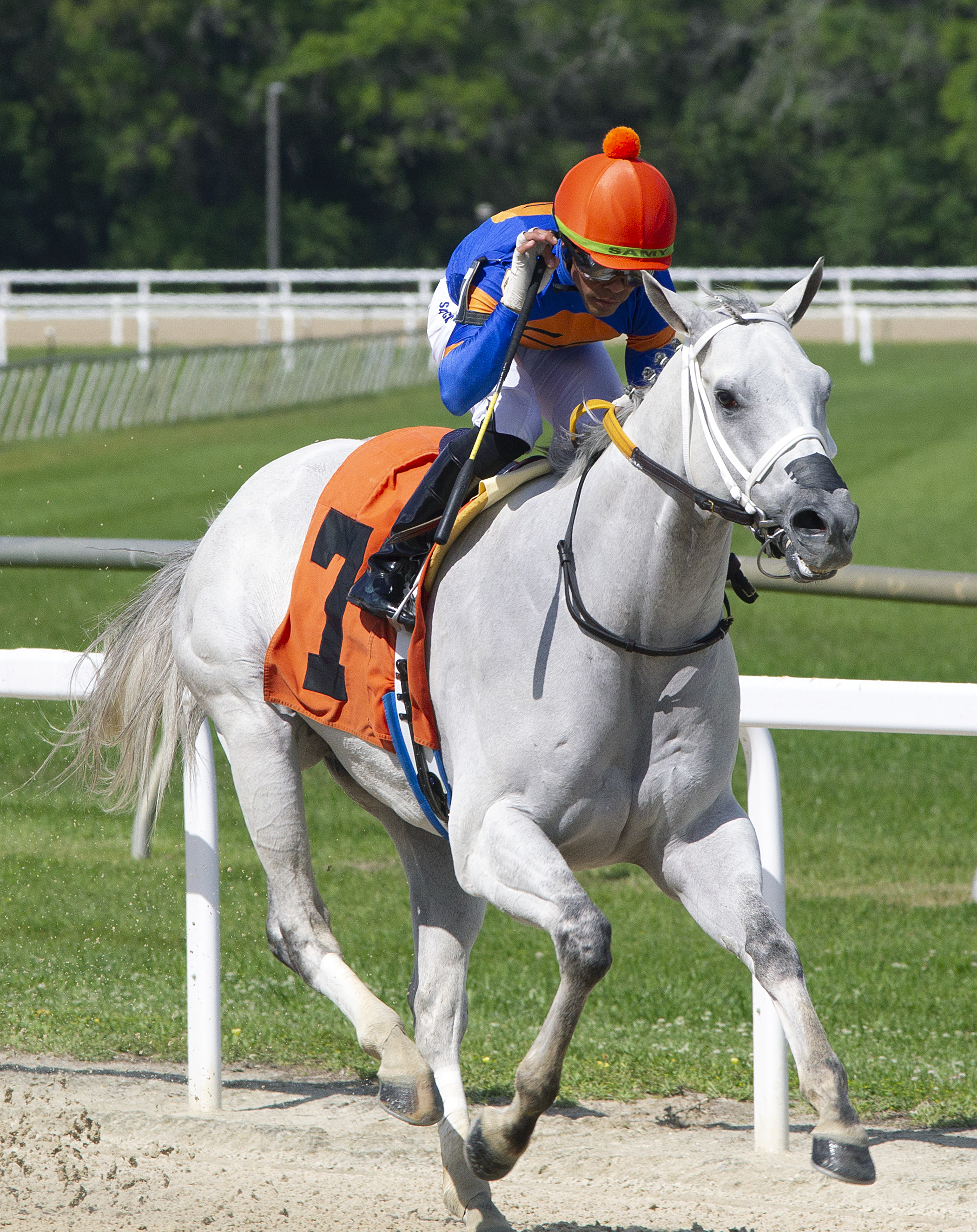 Horse Racing Tampa Bay Downs Lane Sophia