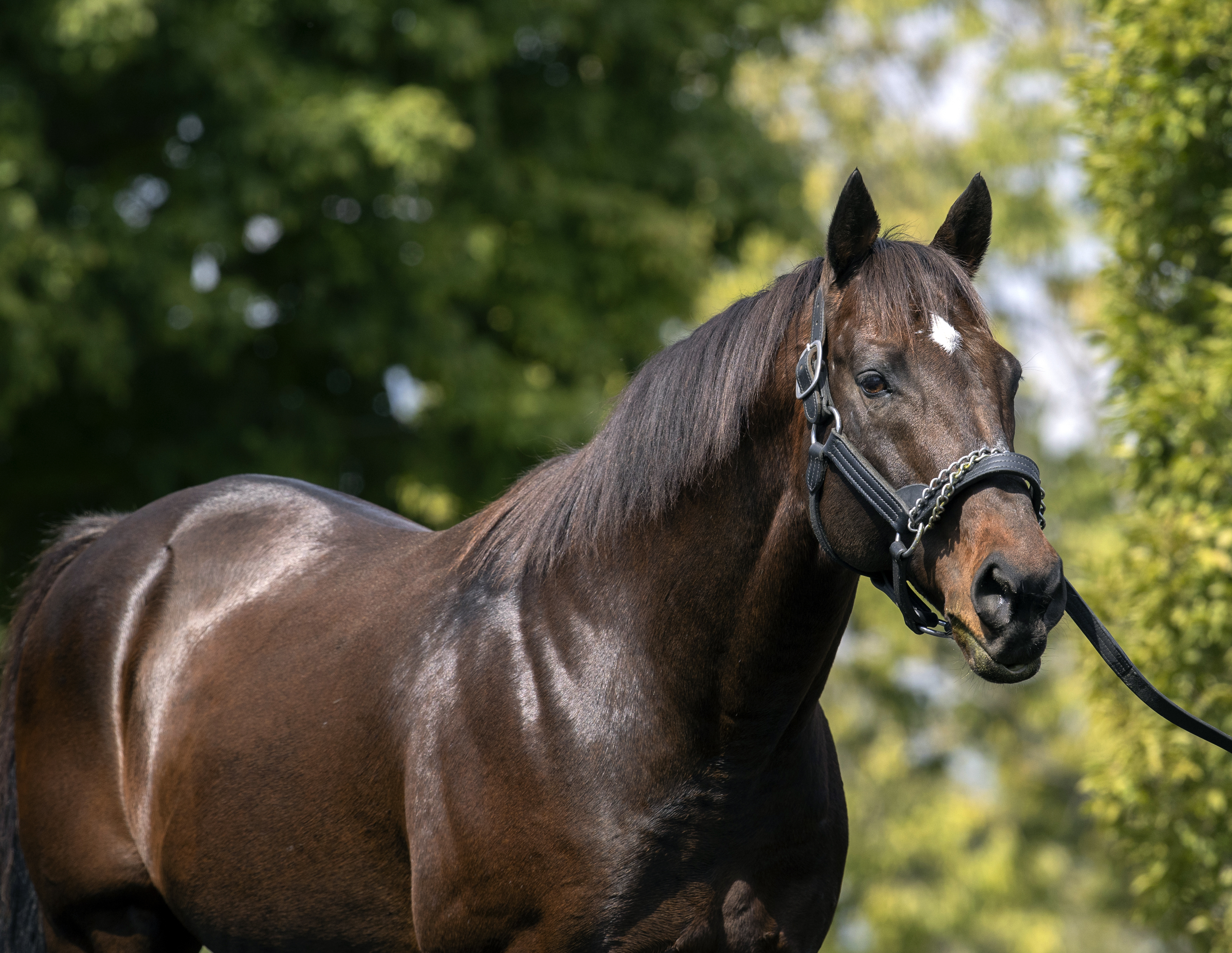 やっちゃん 様 thoroughbred Ghostzapper headed to Canada for likely final stallion season