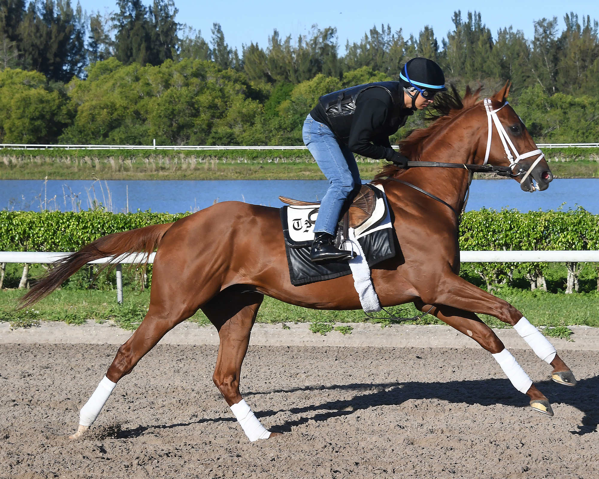 Picture of Alysheba Stakes