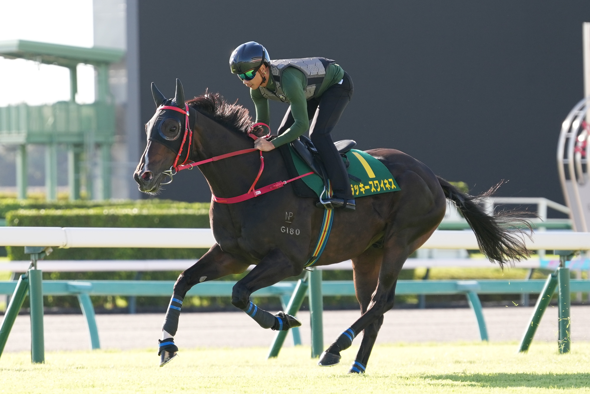 Lucky Sweynesse pleases in turf gallop ahead of Sprinters Stakes