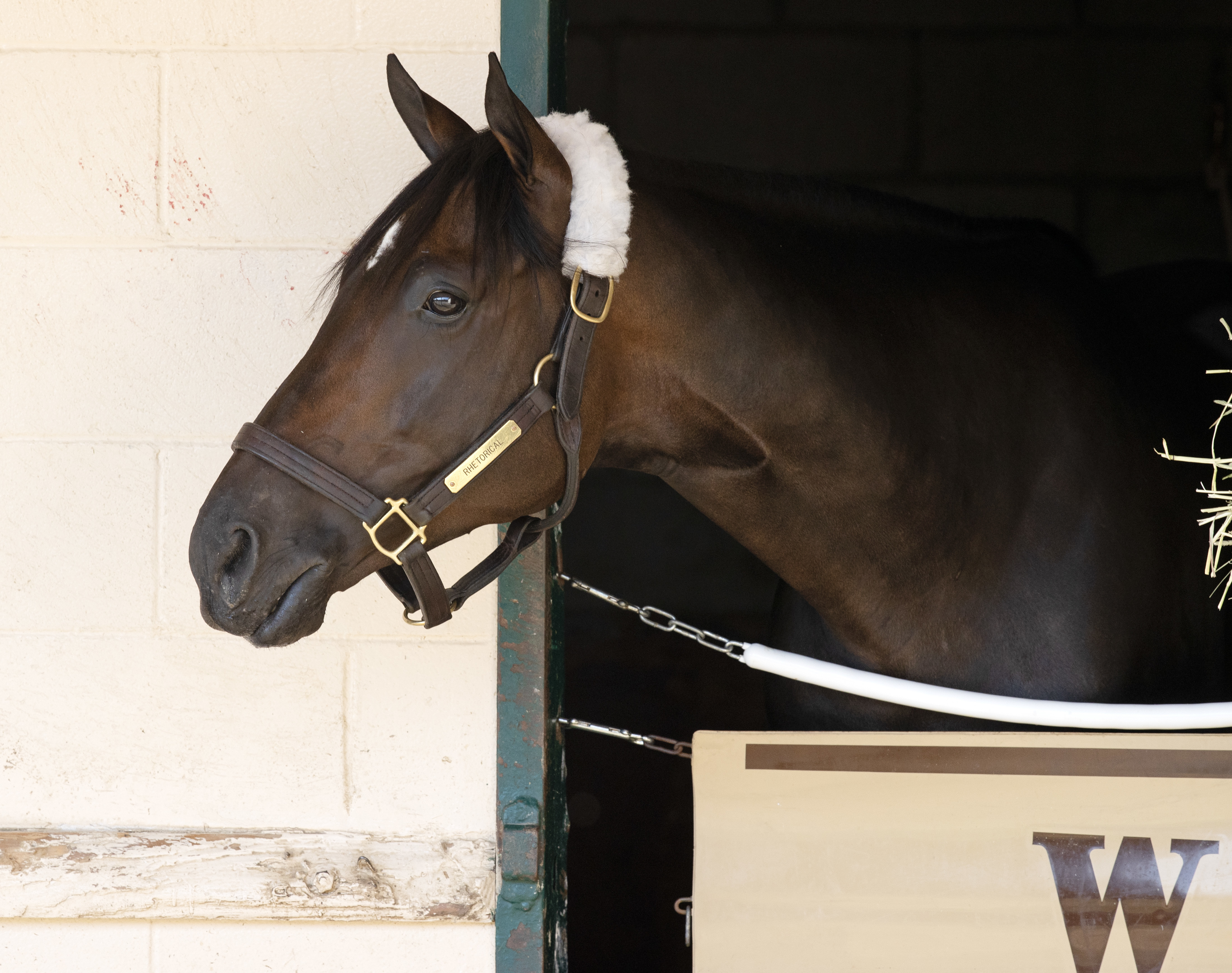 〈FEILER〉 UNITED ARROWS 別注 SPRINT HORSE FEILER〉 UNITED ARROWS 別注 SPRINT HORSE FEILER〉 UNITED ARROWS