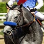 Brant