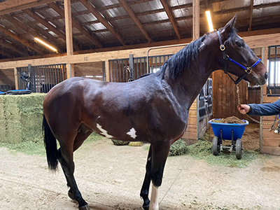 Starblazer is a 2-year-old for trainer Virgil Morgan Jr. that should qualify as a pinto.