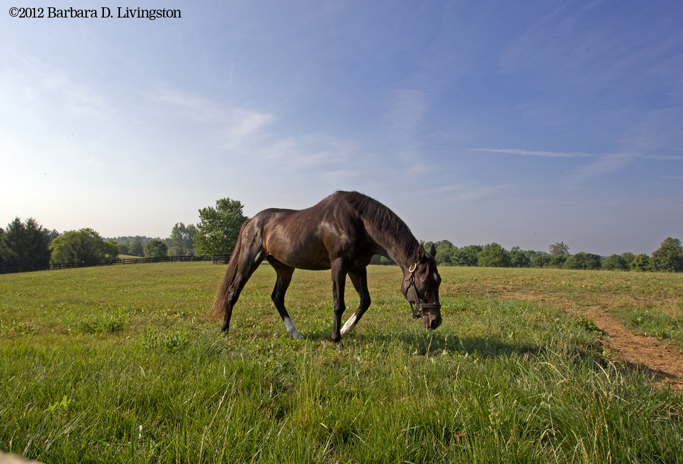 Storm Cat grazing at Overbrook Farm