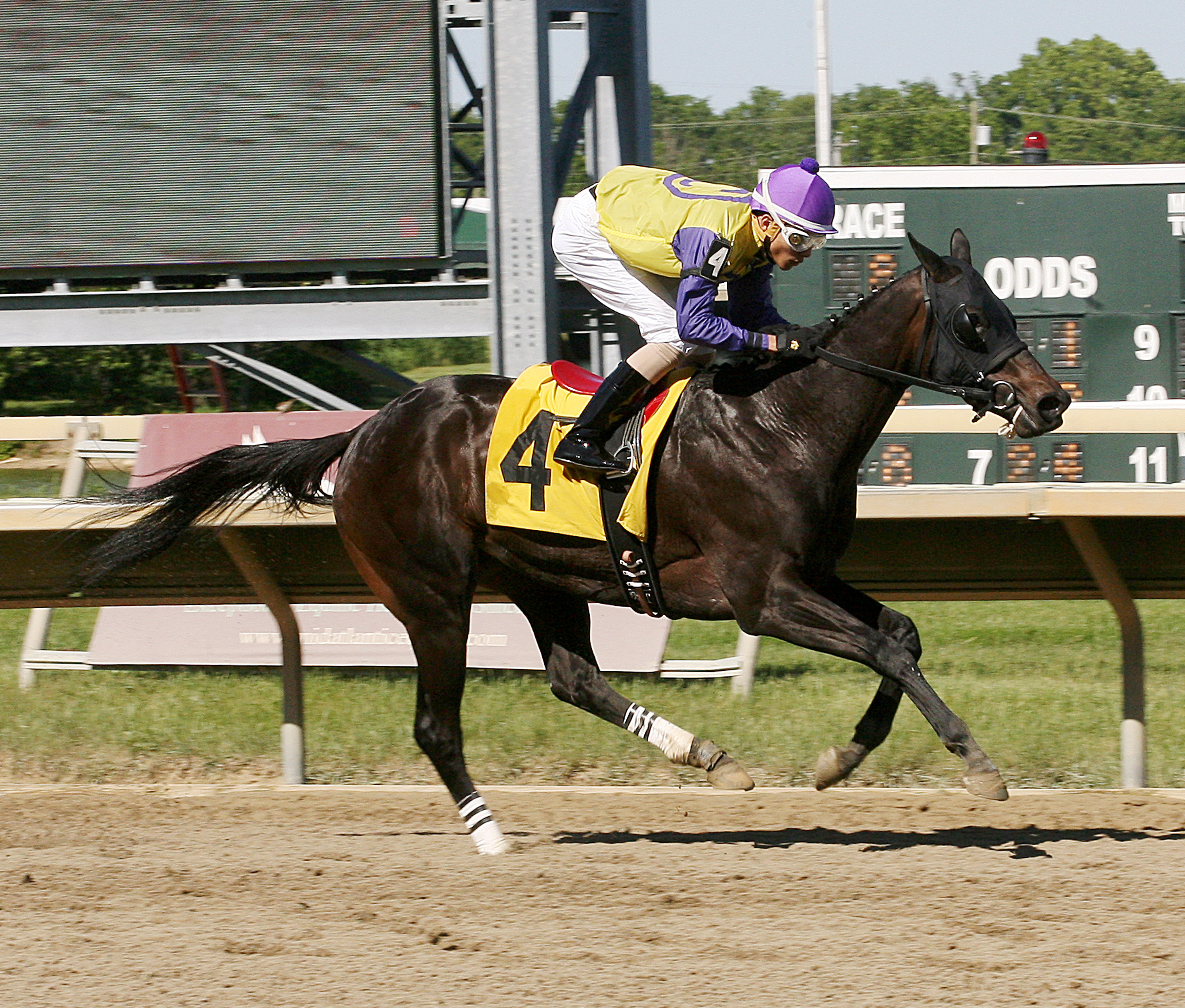 Donita's Ruler wins 2015 My Juliet