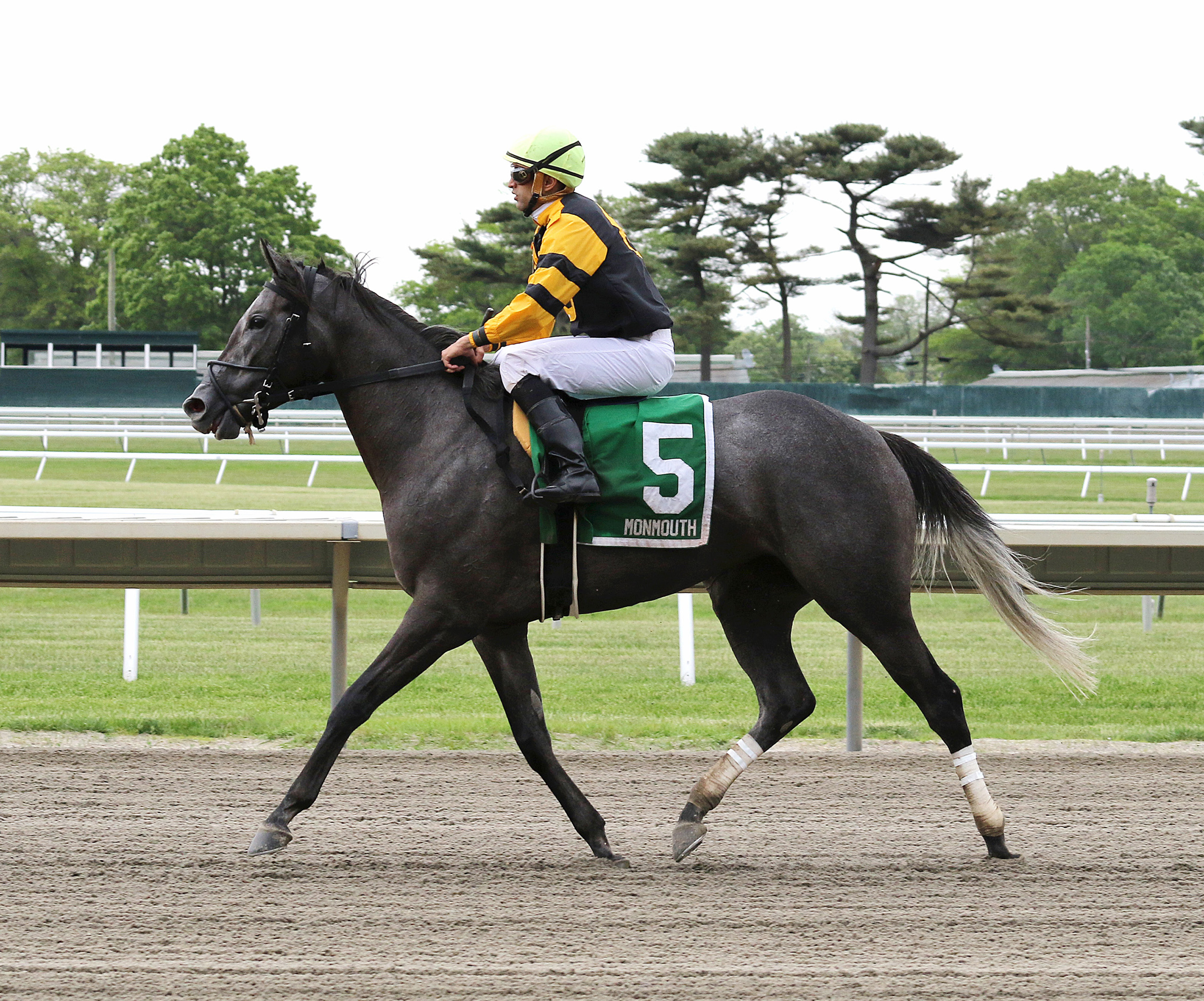 Hogans Holiday comes back after her victory in the 2019 Miss Liberty Stakes