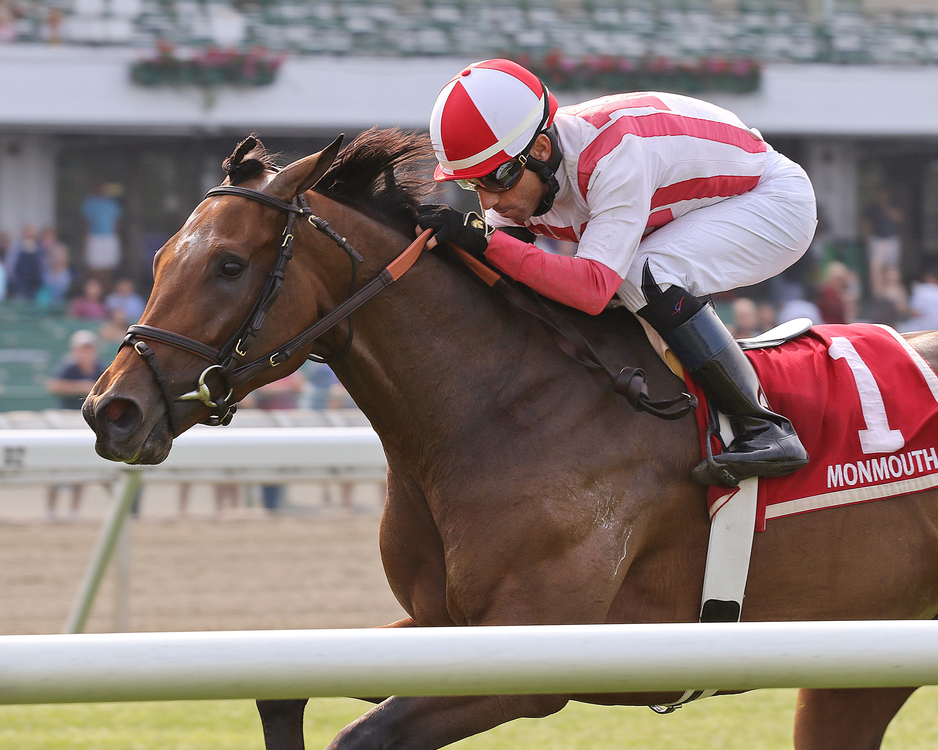 Standard Deviation wins the 2019 Tale of the Cat Stakes