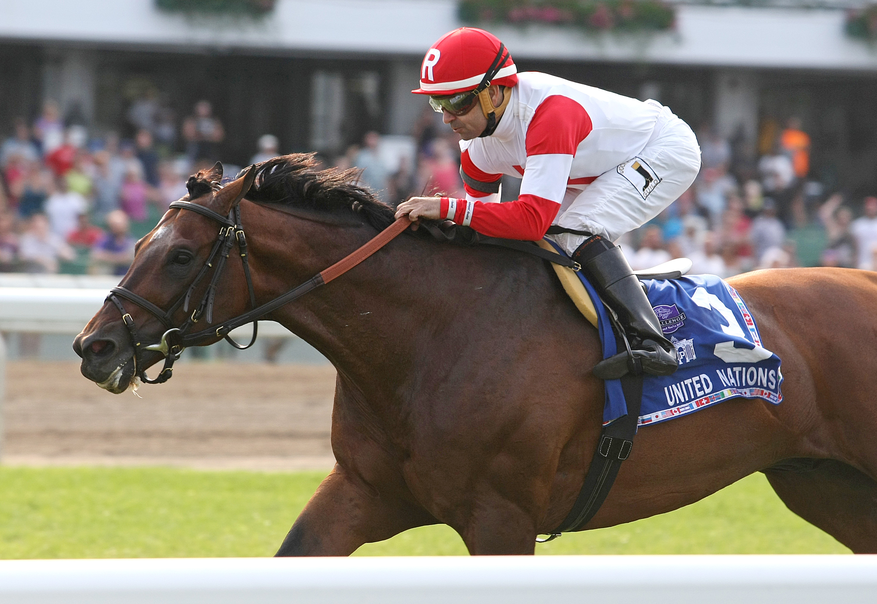 Big Blue Kitten wins 2015 United Nations