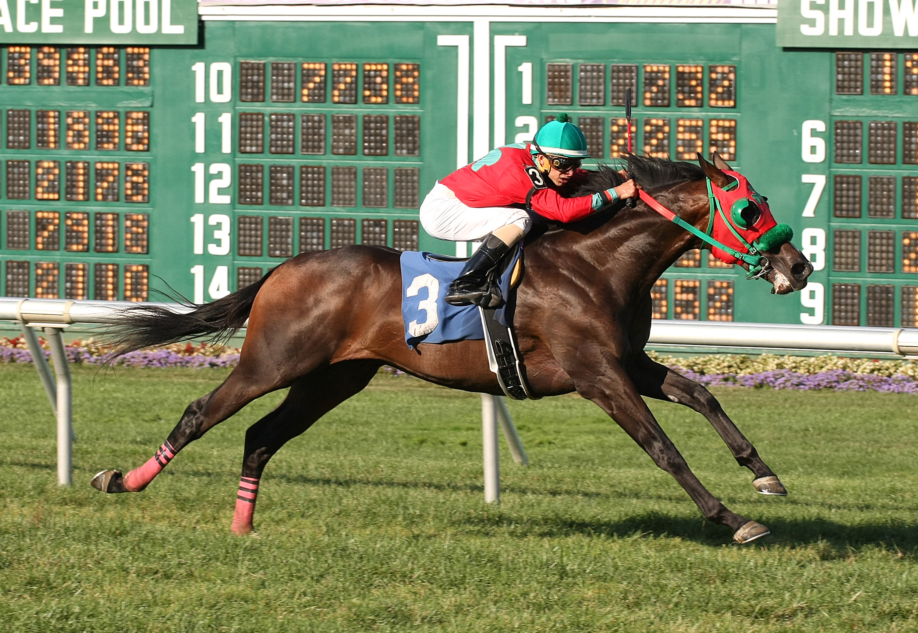 Expected Ruler wins 2015 Tyro