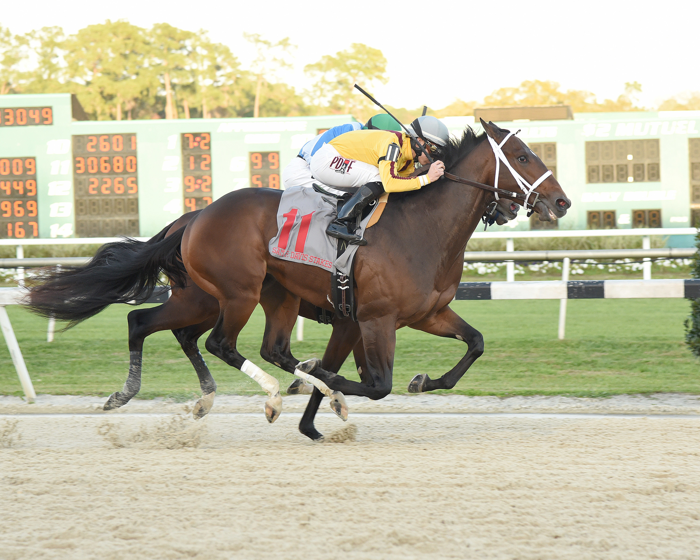 Ocean Knight wins 2015 Sam F Davis