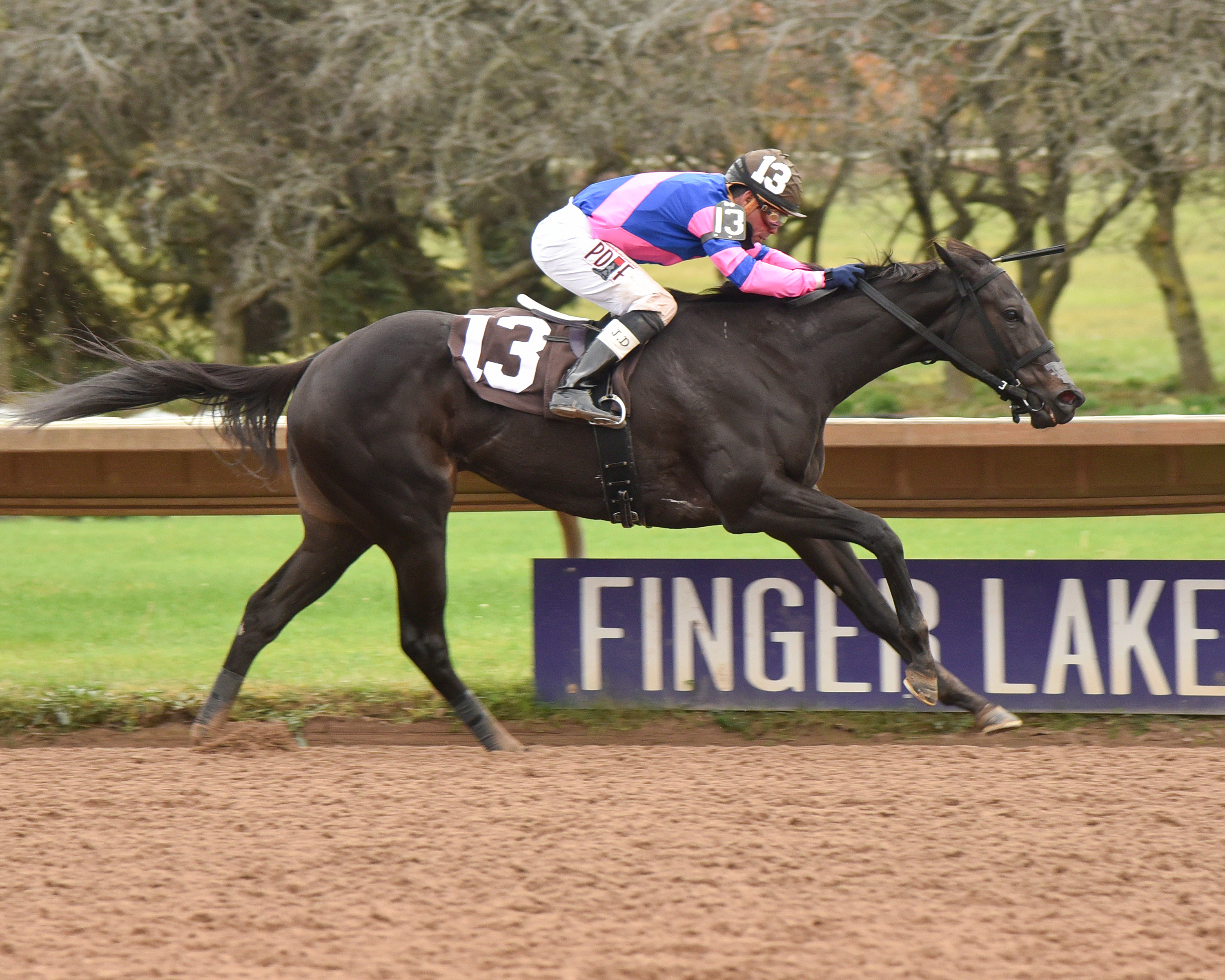 Indy's Lady wins Shesastonecoldfox