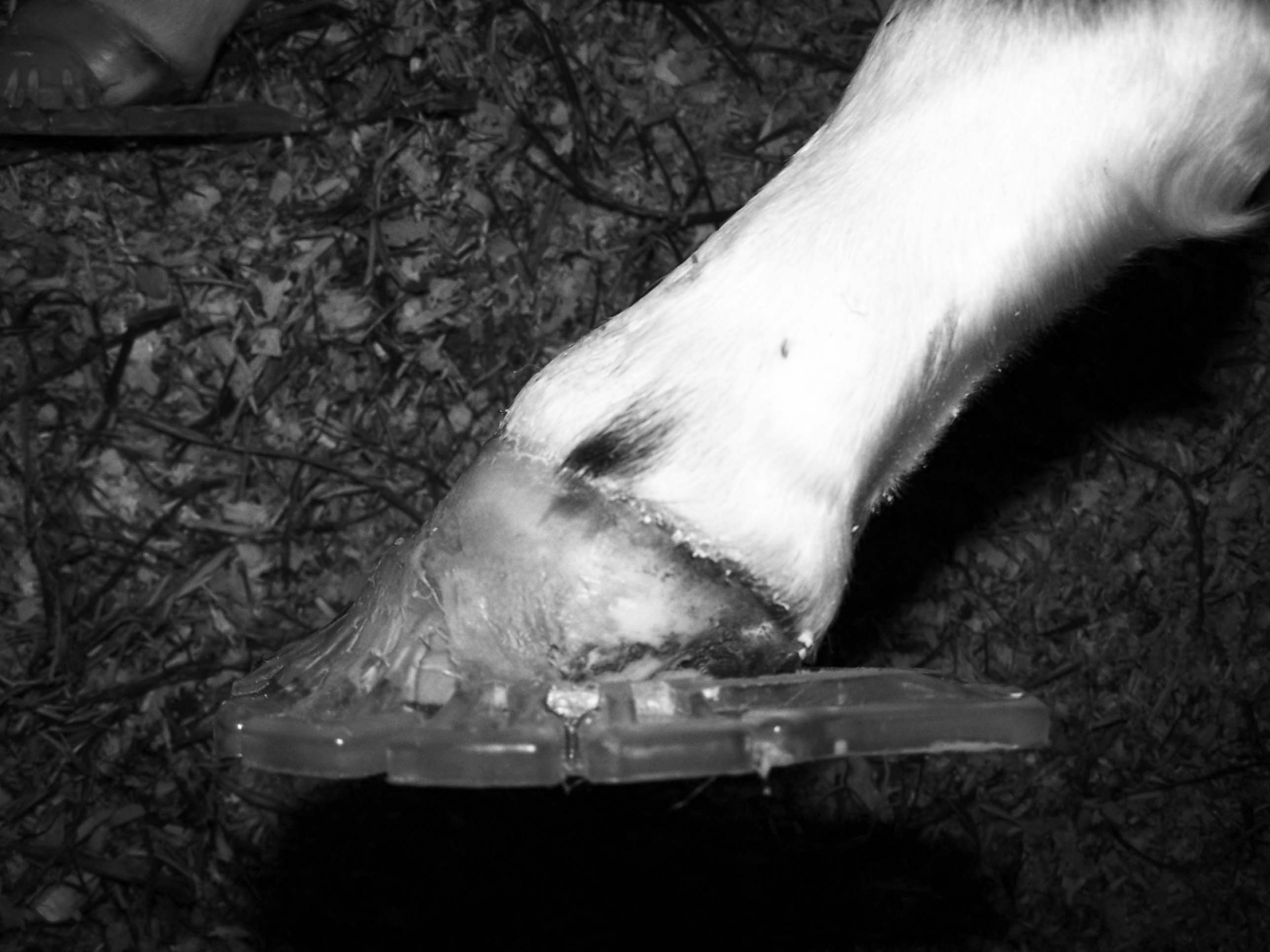 Yearling hoof care