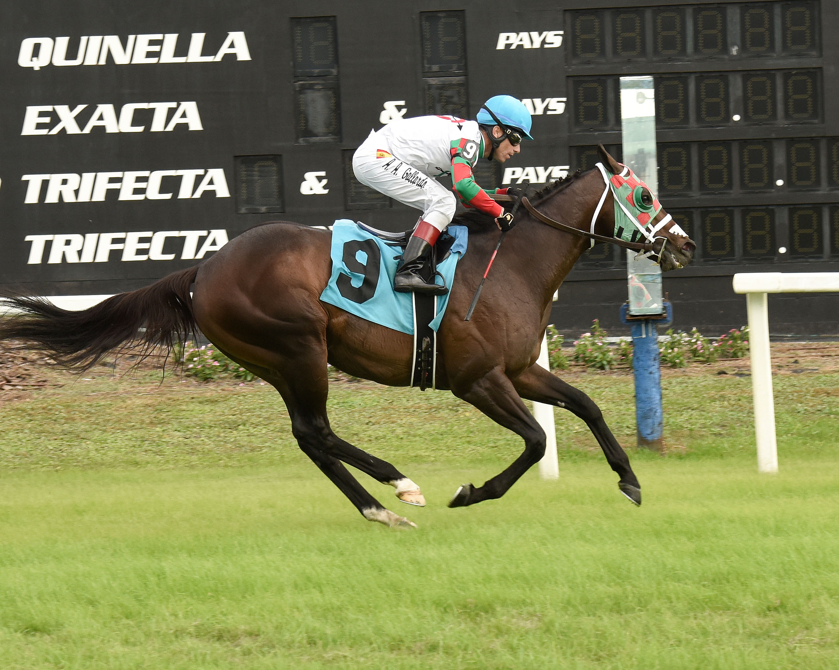Vision Perfect wins the 2018 Turf Dash at Tampa Bay Downs