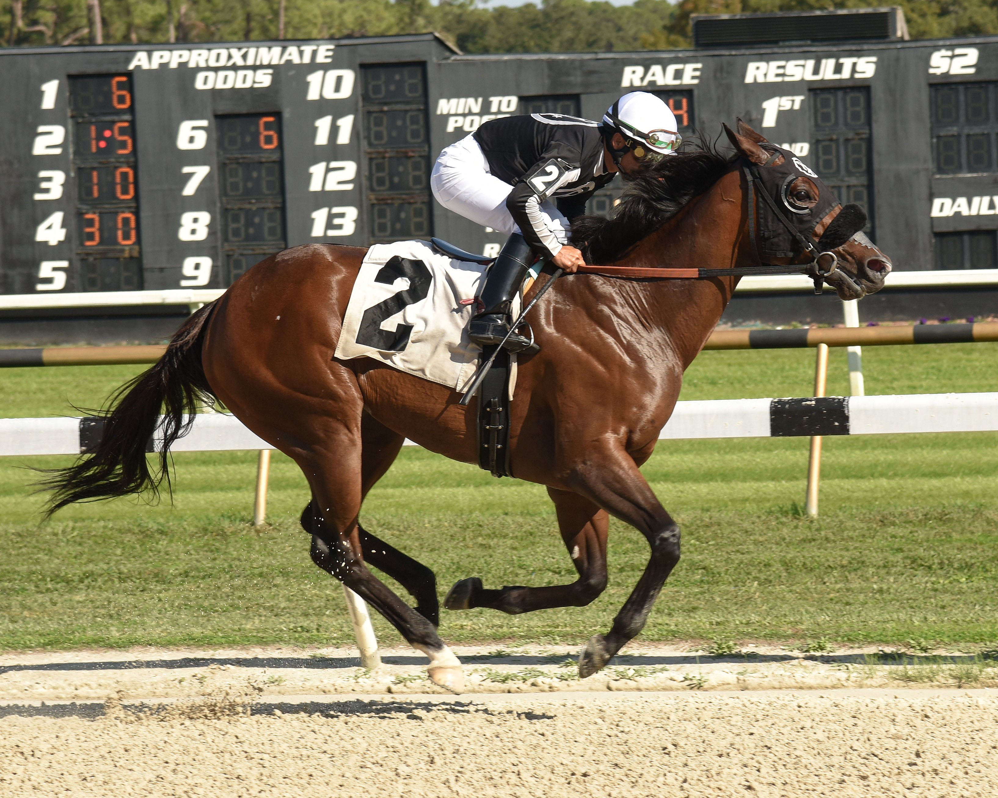 R Adios Jersey wins City of Ocala Stakes 12-11-2021