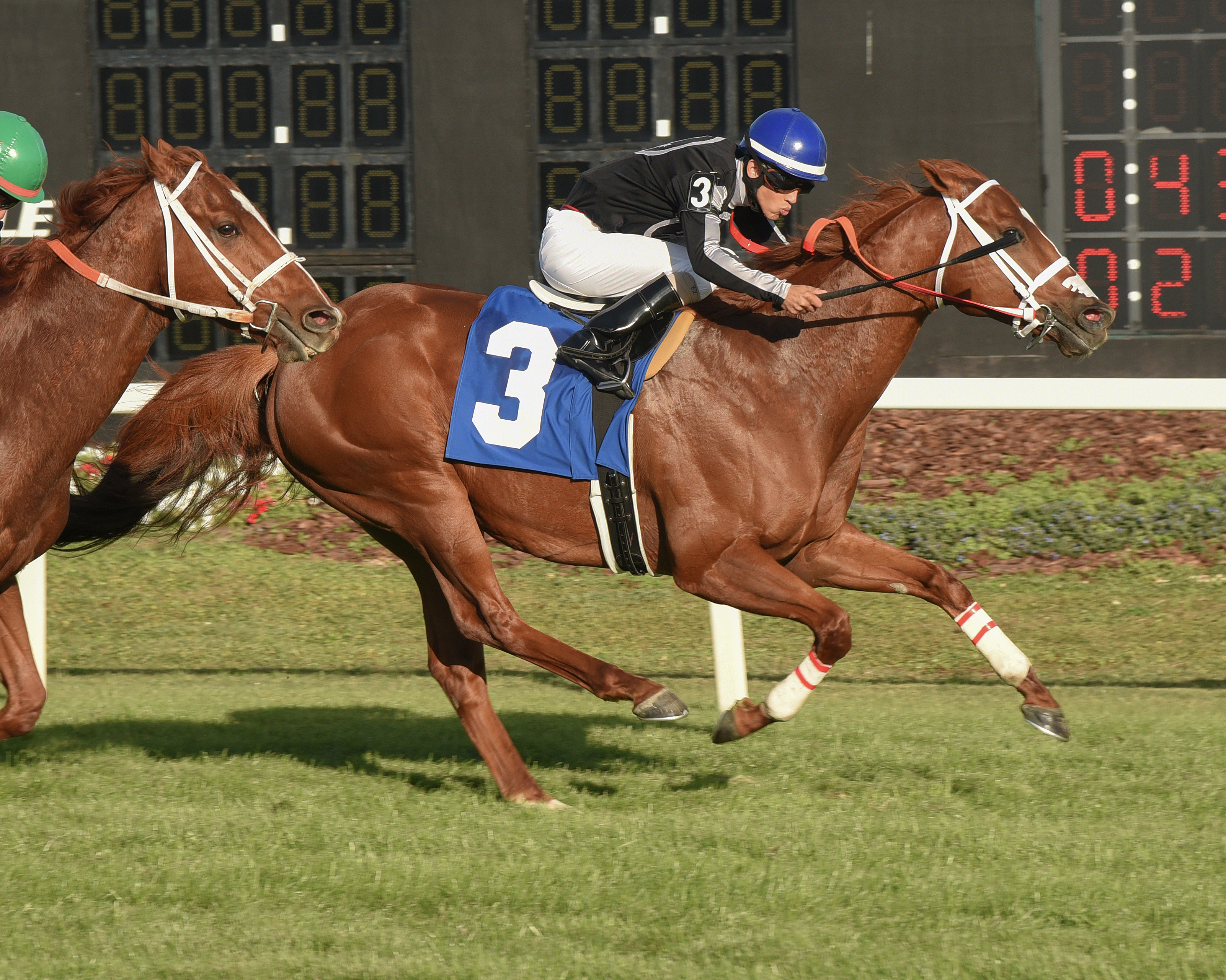 Pay Any Price wins the 2017 Turf Dash at Tampa Bay Downs