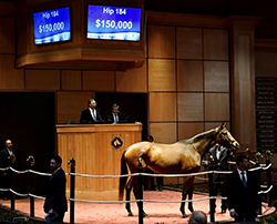 Over Emphasize - hip 184 - sells at the 2020 Fasig-Tipton February sale
