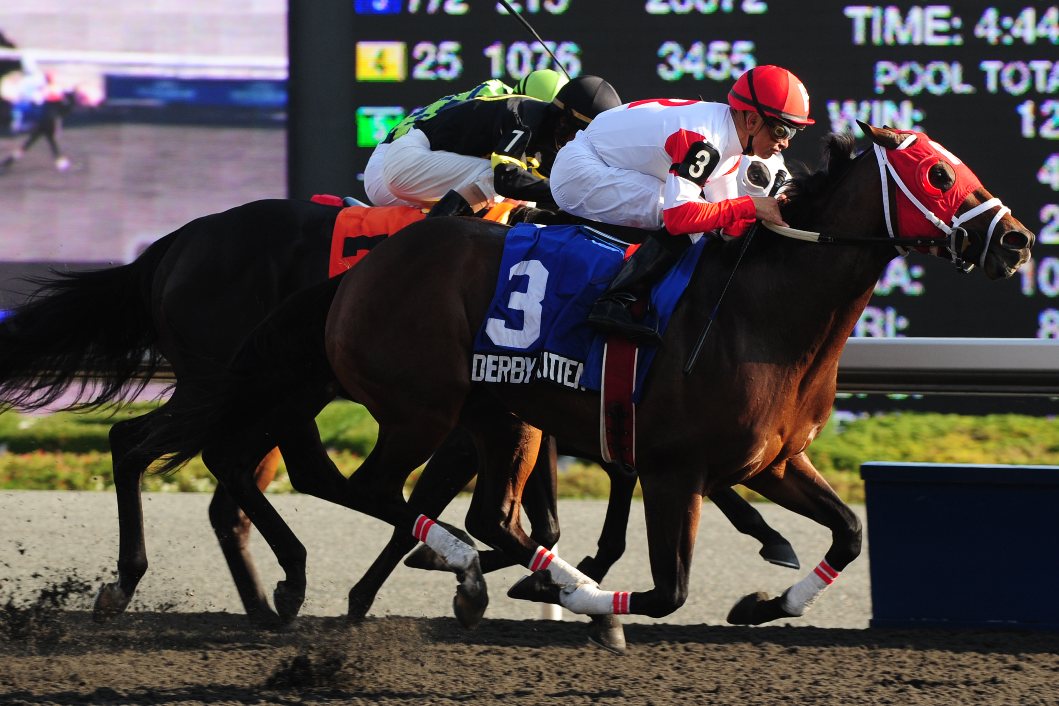 Derby Kitten/Ontario Derby