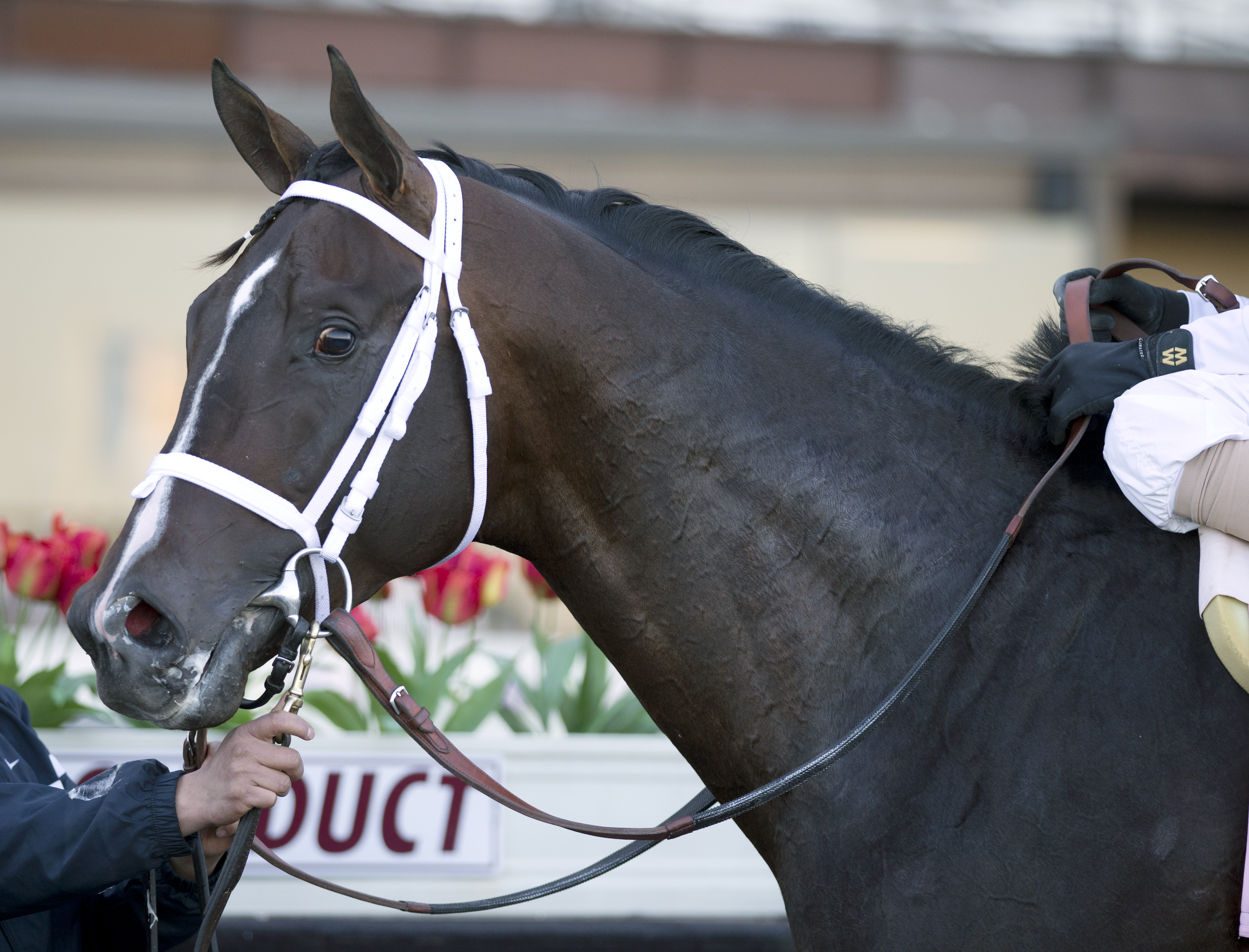 Kentucky Derby: Verrazano heads Wood Memorial trio heading to Louisville