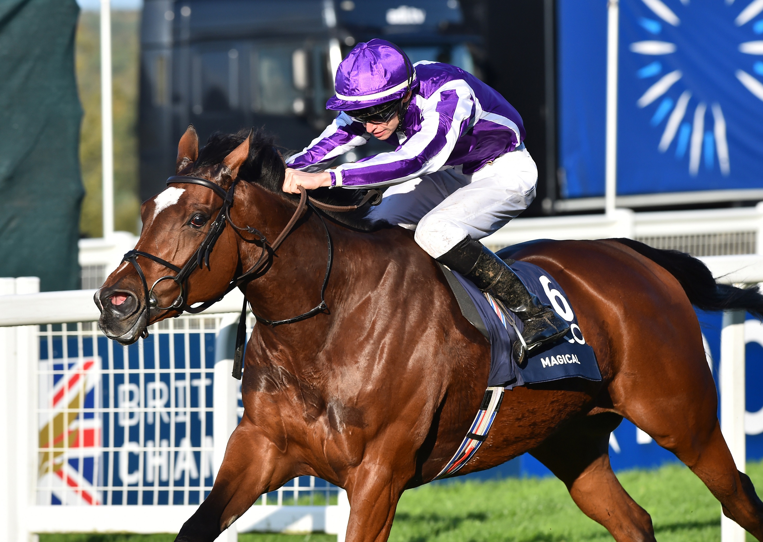 Magical has star billing but Aidan O Brien knows there are no easy