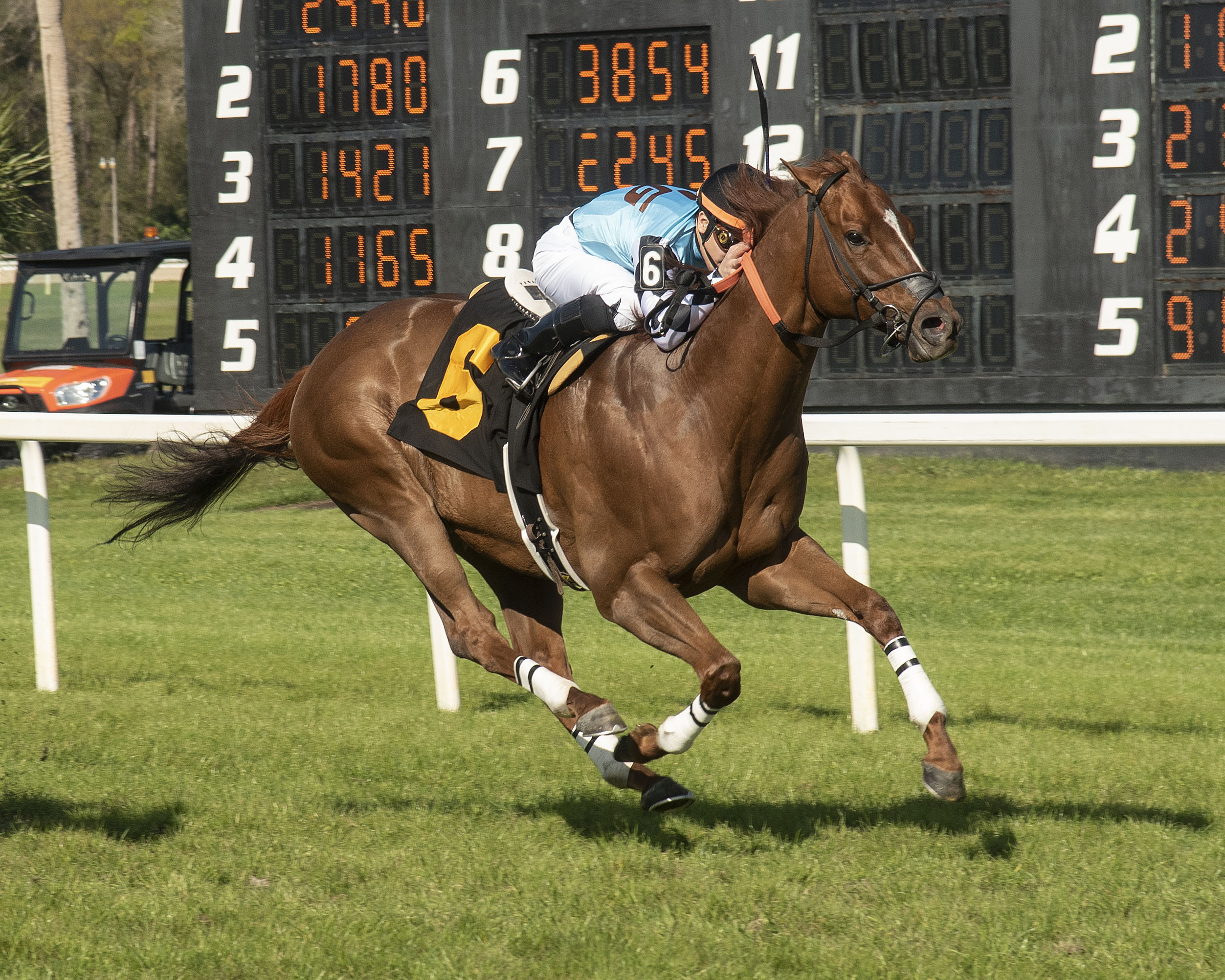 Faction Cat wins the 2020 Tampa Turf Dash