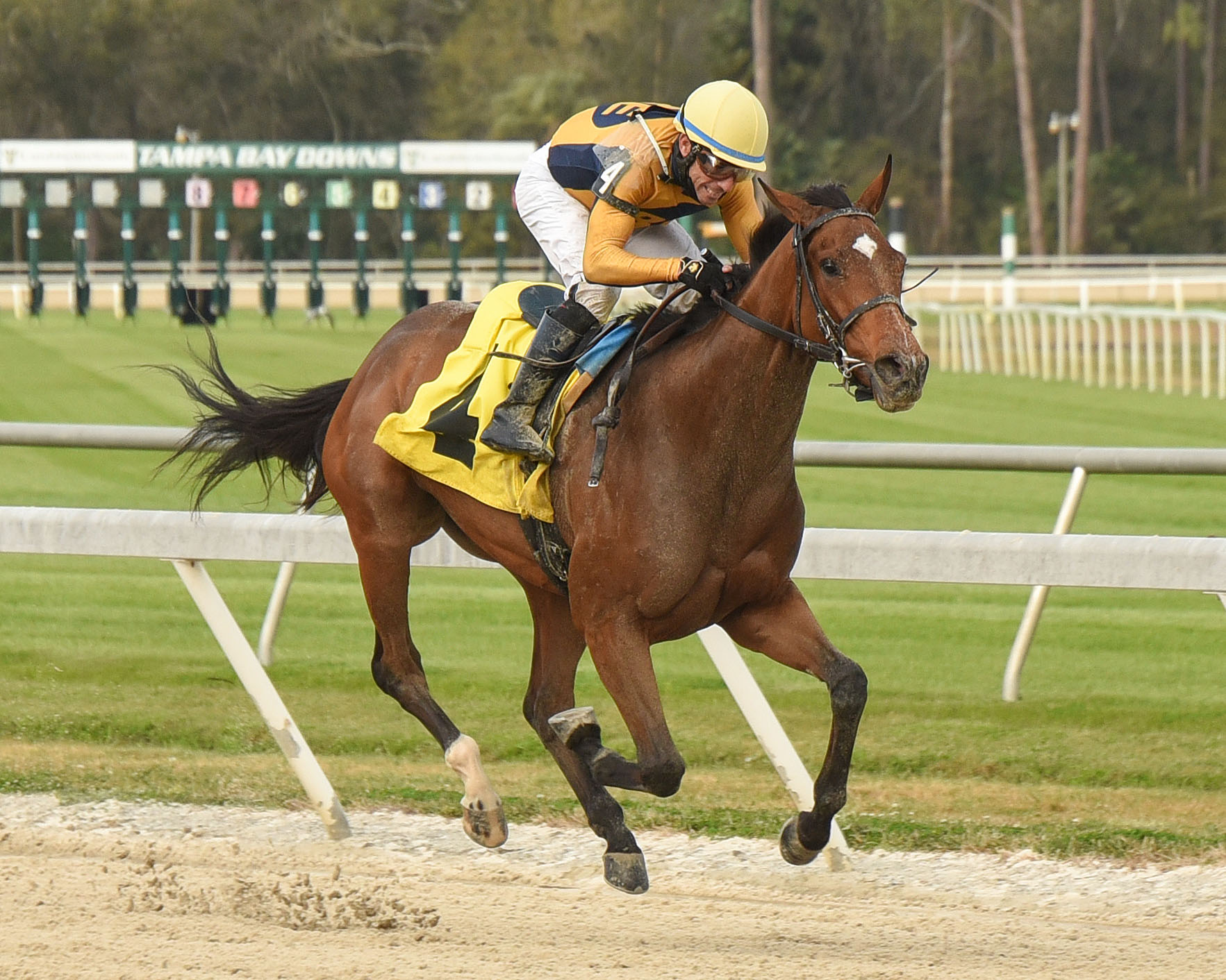 Curlin's Catch wins Suncoast Stakes 2-6-2021
