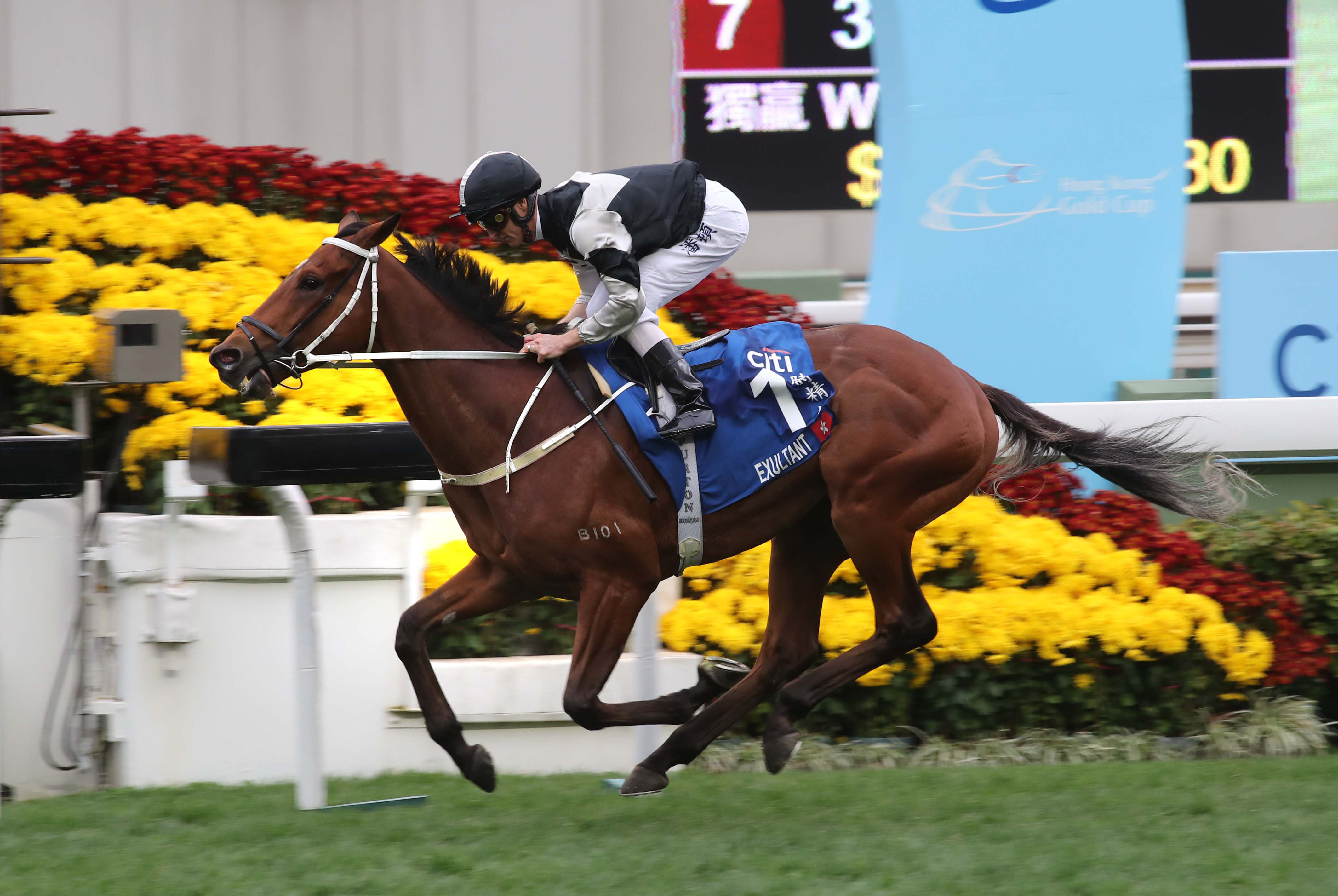 Exultant wins the 2019 Hong Kong Gold Cup