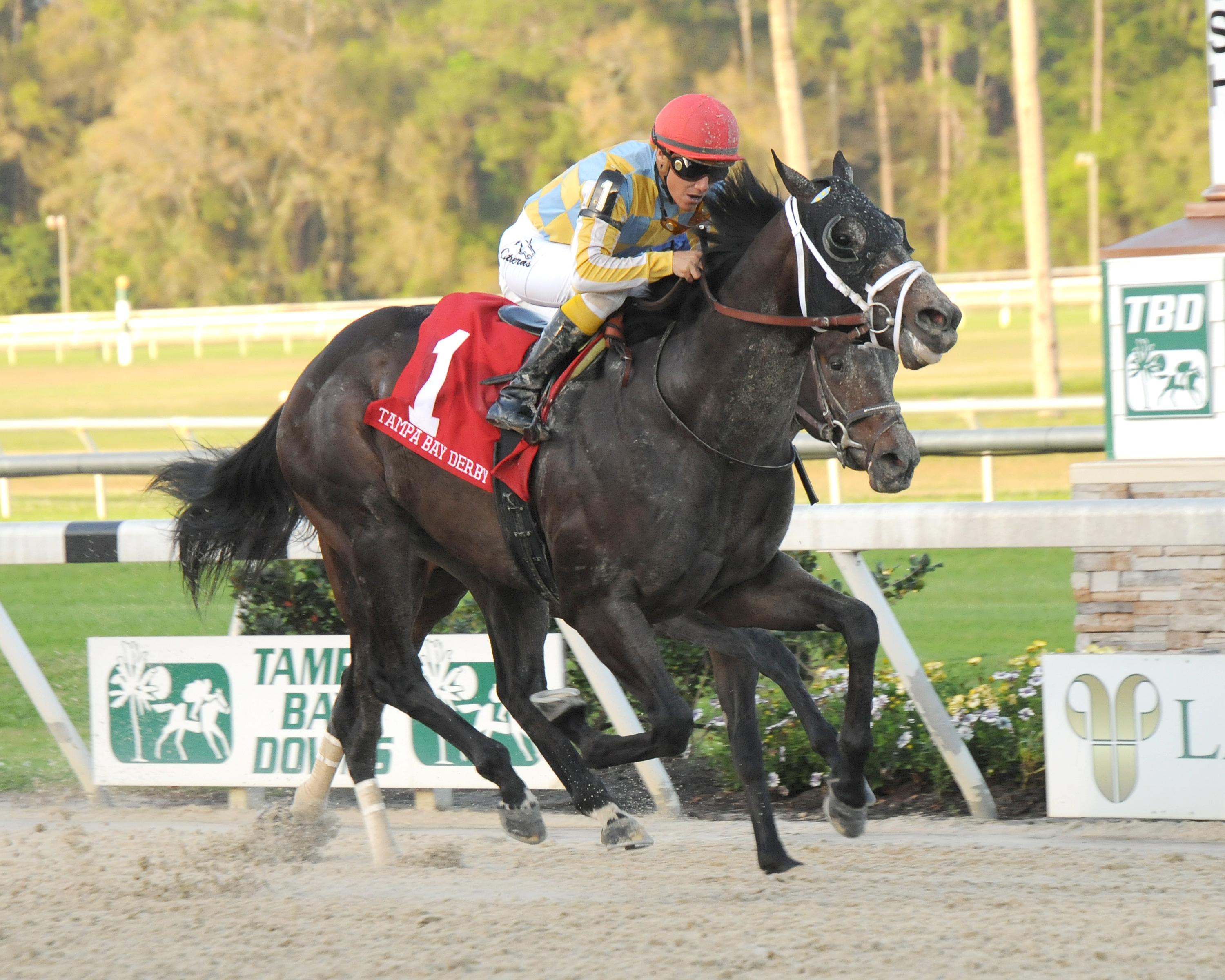 Prospective/Tampa Bay Derby