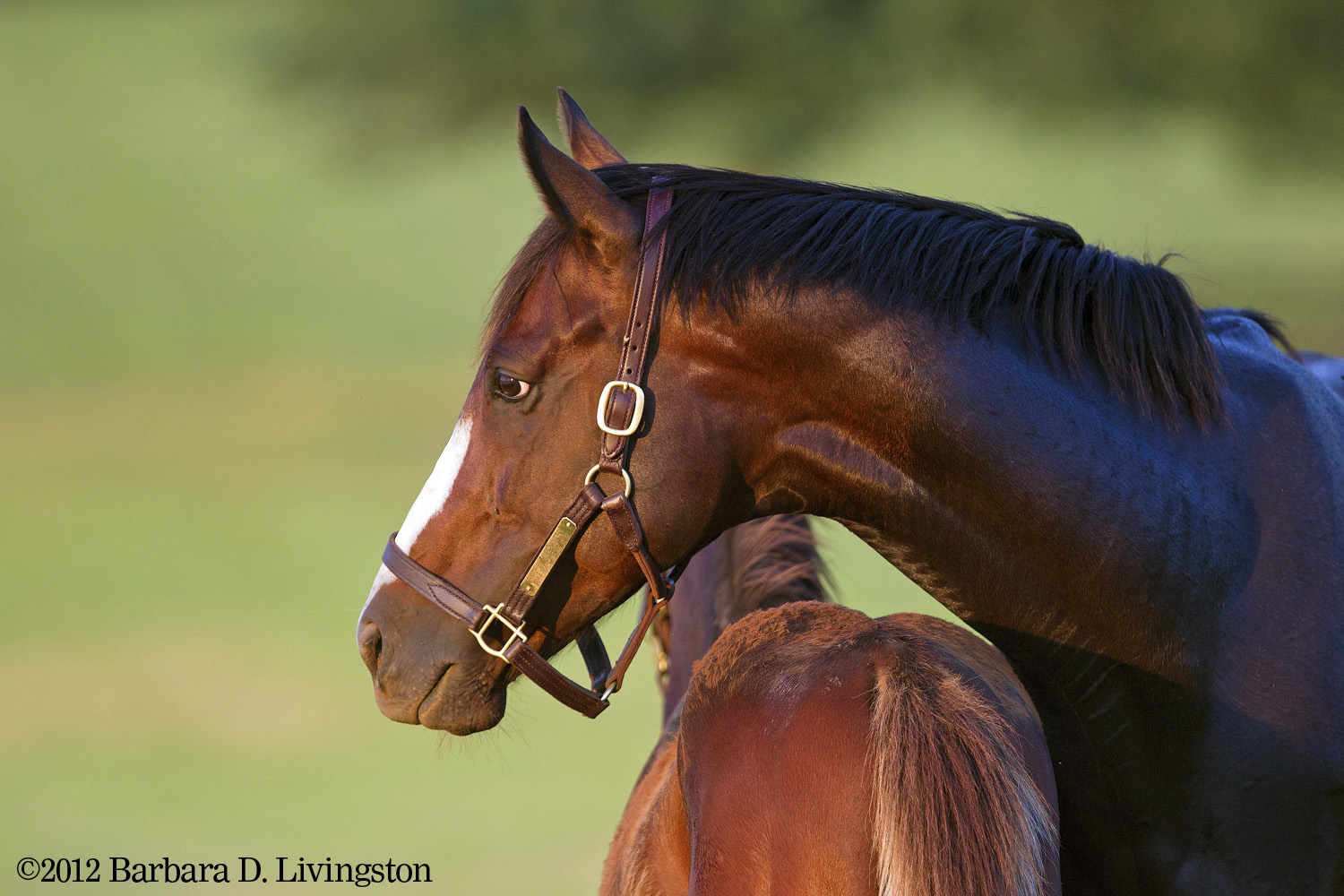 Rachel Alexandra with her foal, Taco 6-20-12