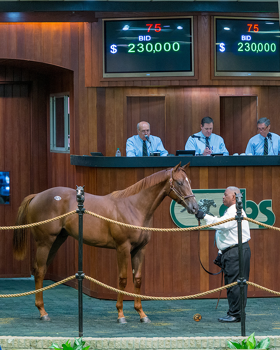 OBS August select session topper, Big Drama colt