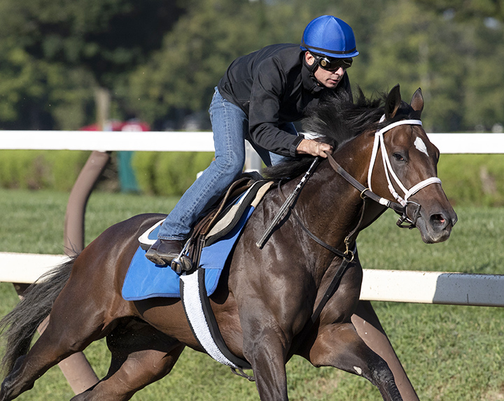 A Thread of Blue trains at Saratoga Race Course on Aug. 30