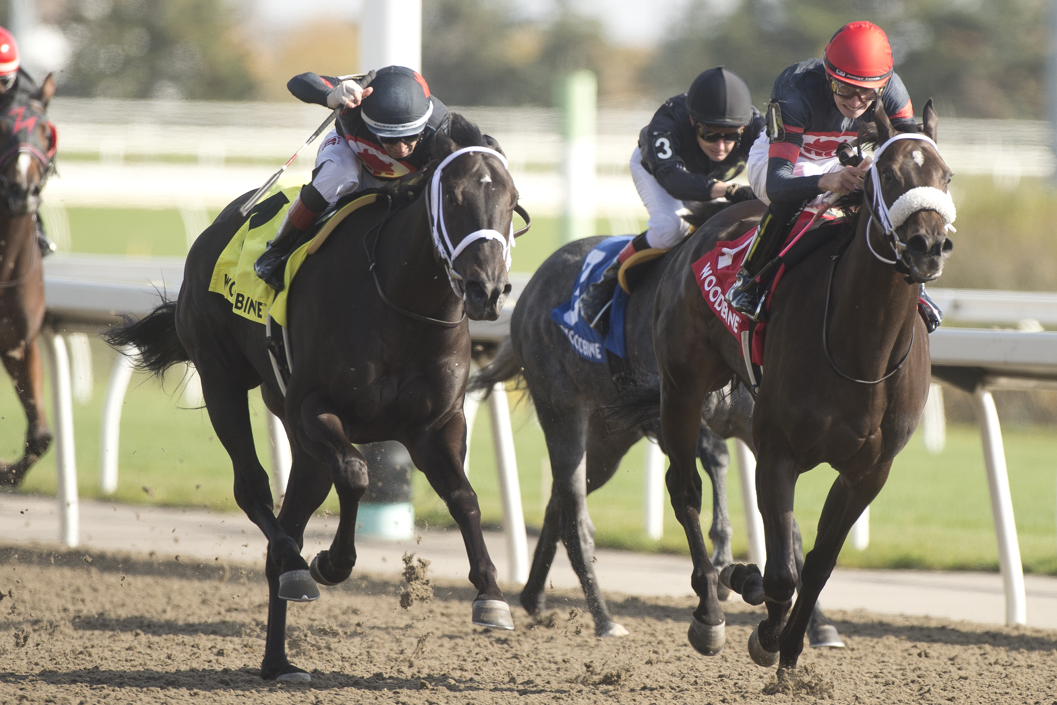 A Touch of Red (right) beats stablemate Ancient Spirit in South Ocean at Woodbine Oct 14 2022