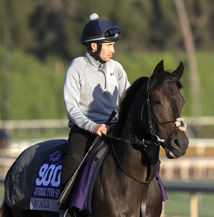 A-Ali at Santa Anita Park on Oct. 29