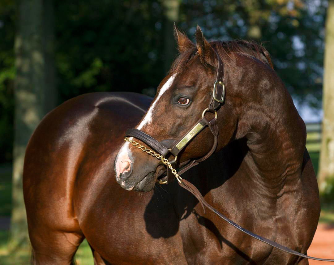 A.P. Indy at Lane's End Farm in 2013