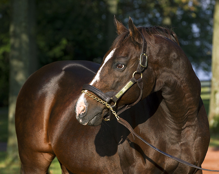 A.P. Indy portrait