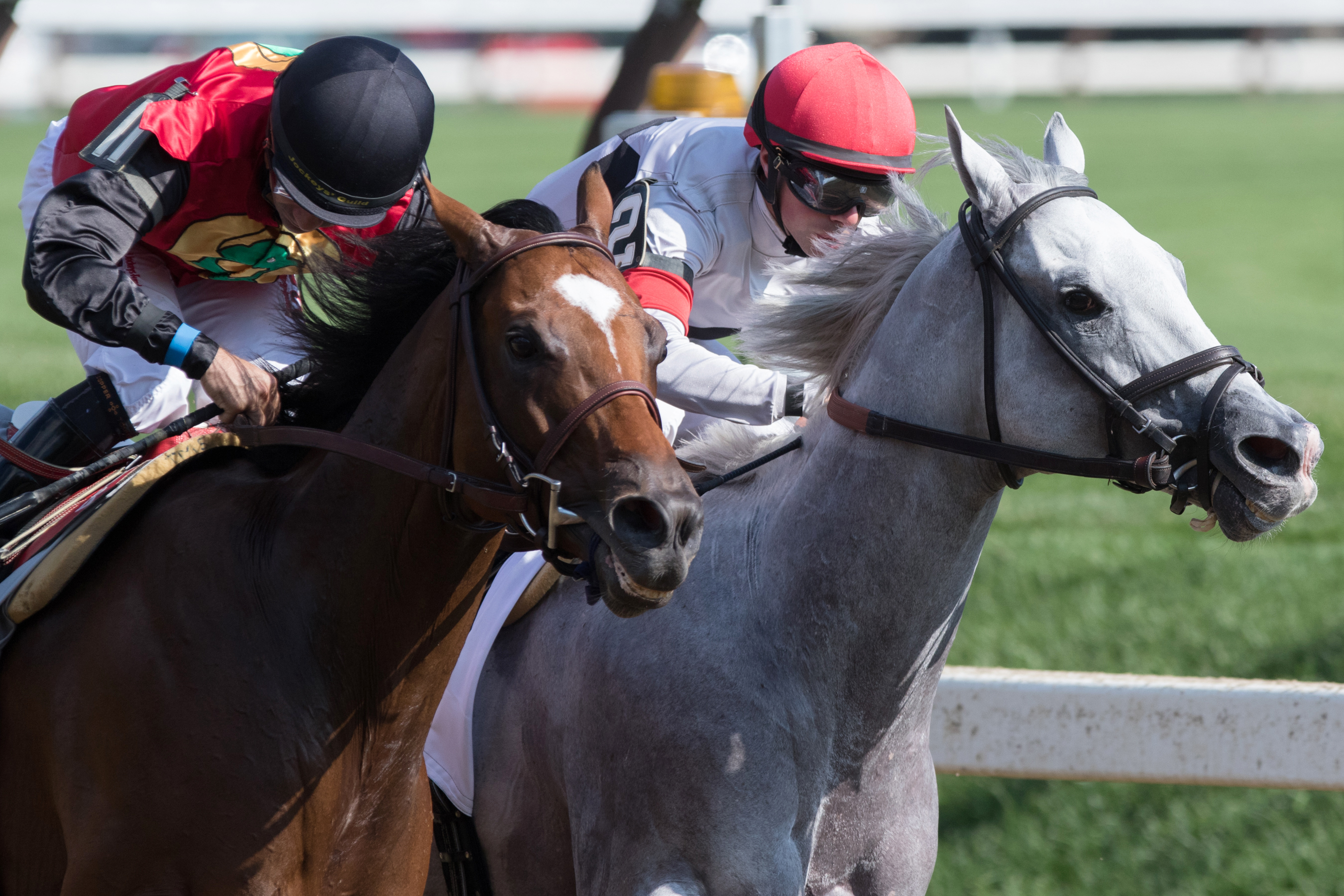 Chief Lion and A. P. Indian battle in the 2016 Forego