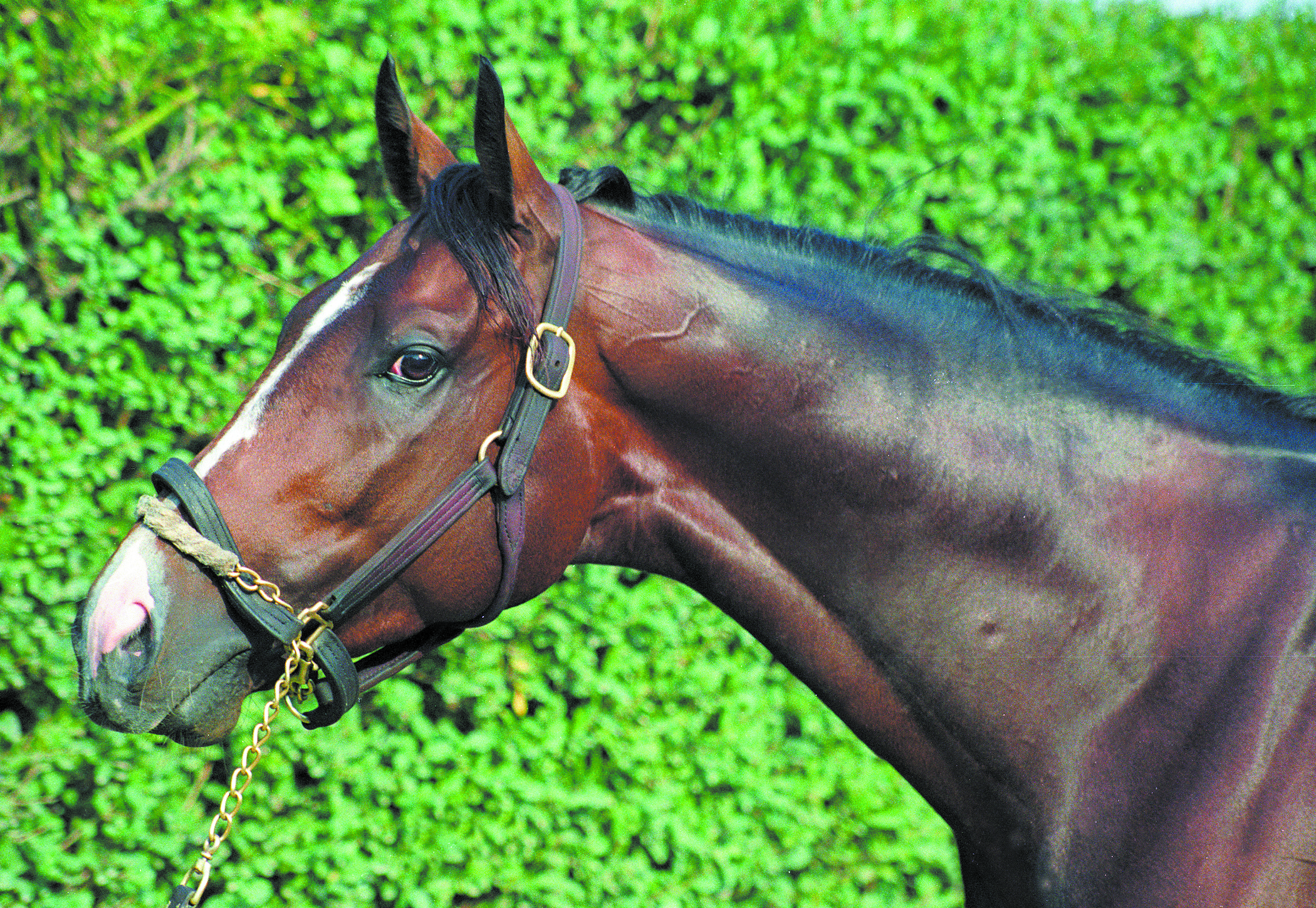 A. P. Indy