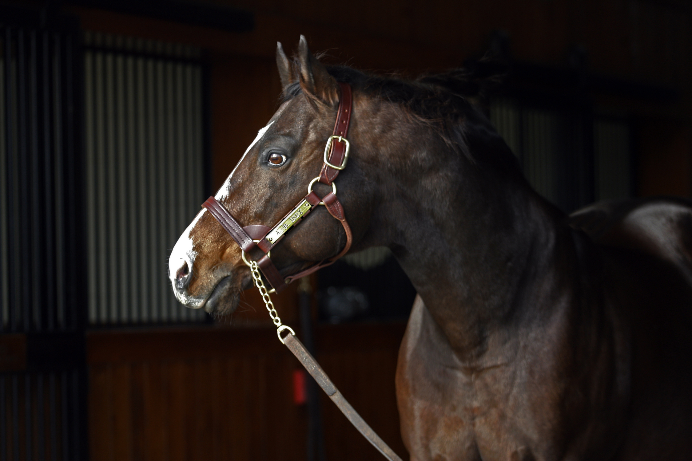 A.P. Indy