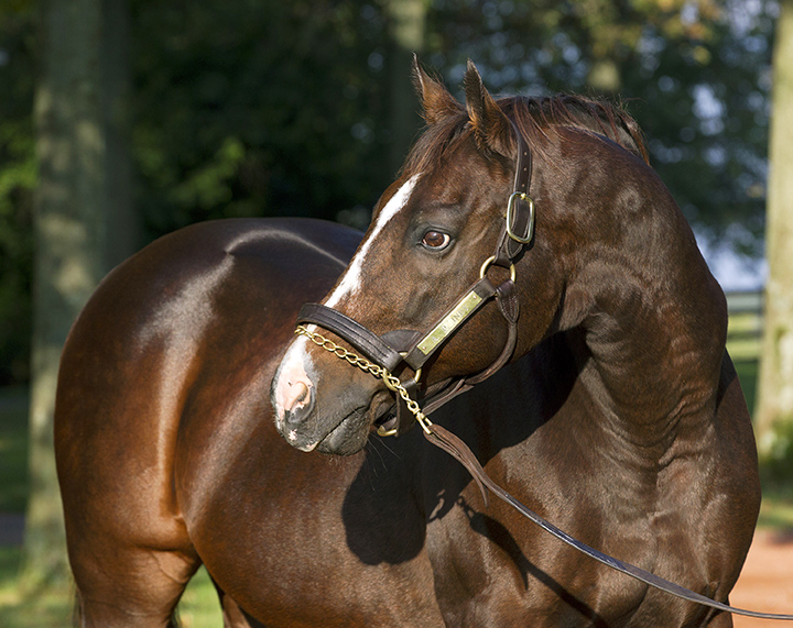 A. P. Indy at Lane's End in 2013