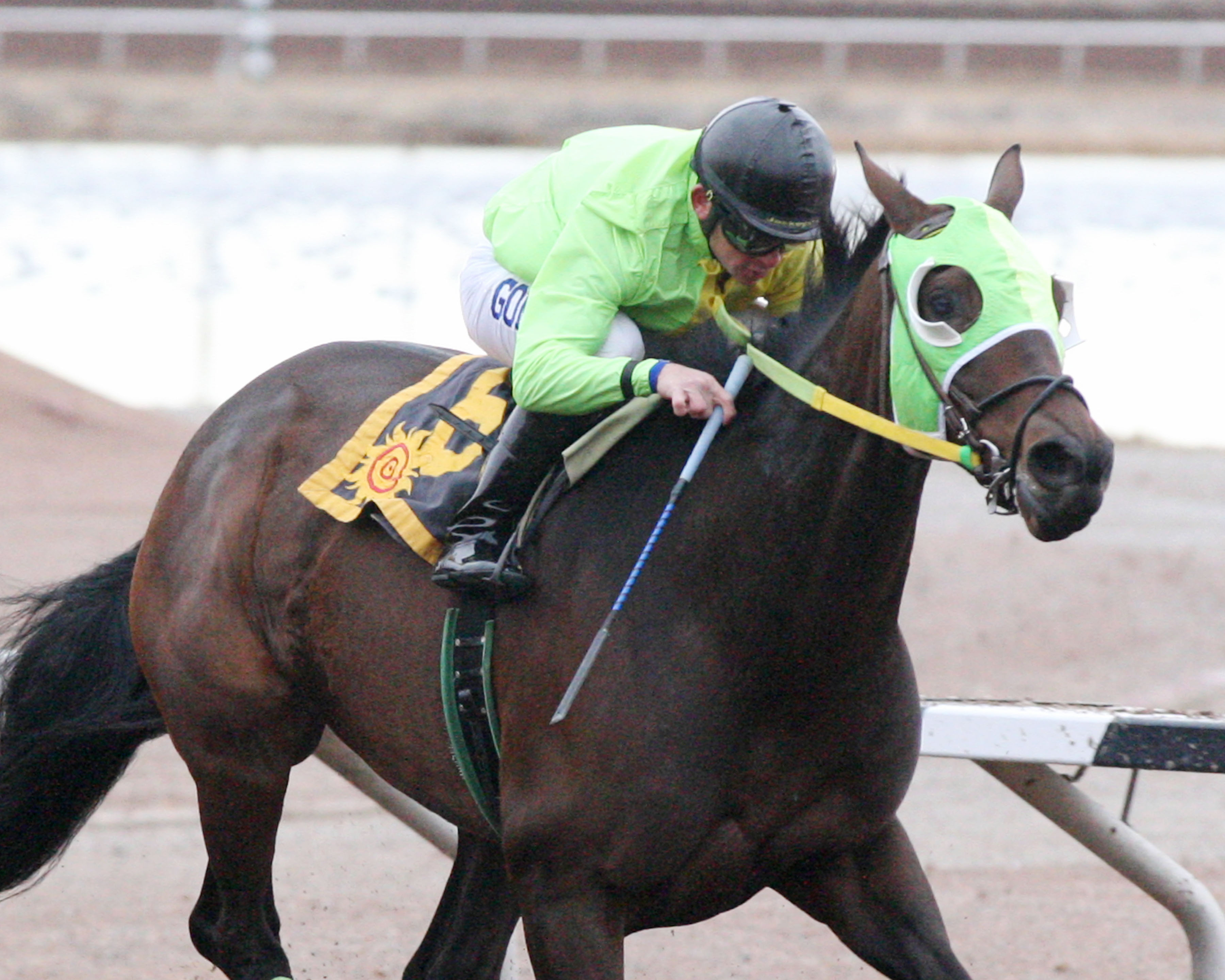 African Rose 1-2-2016