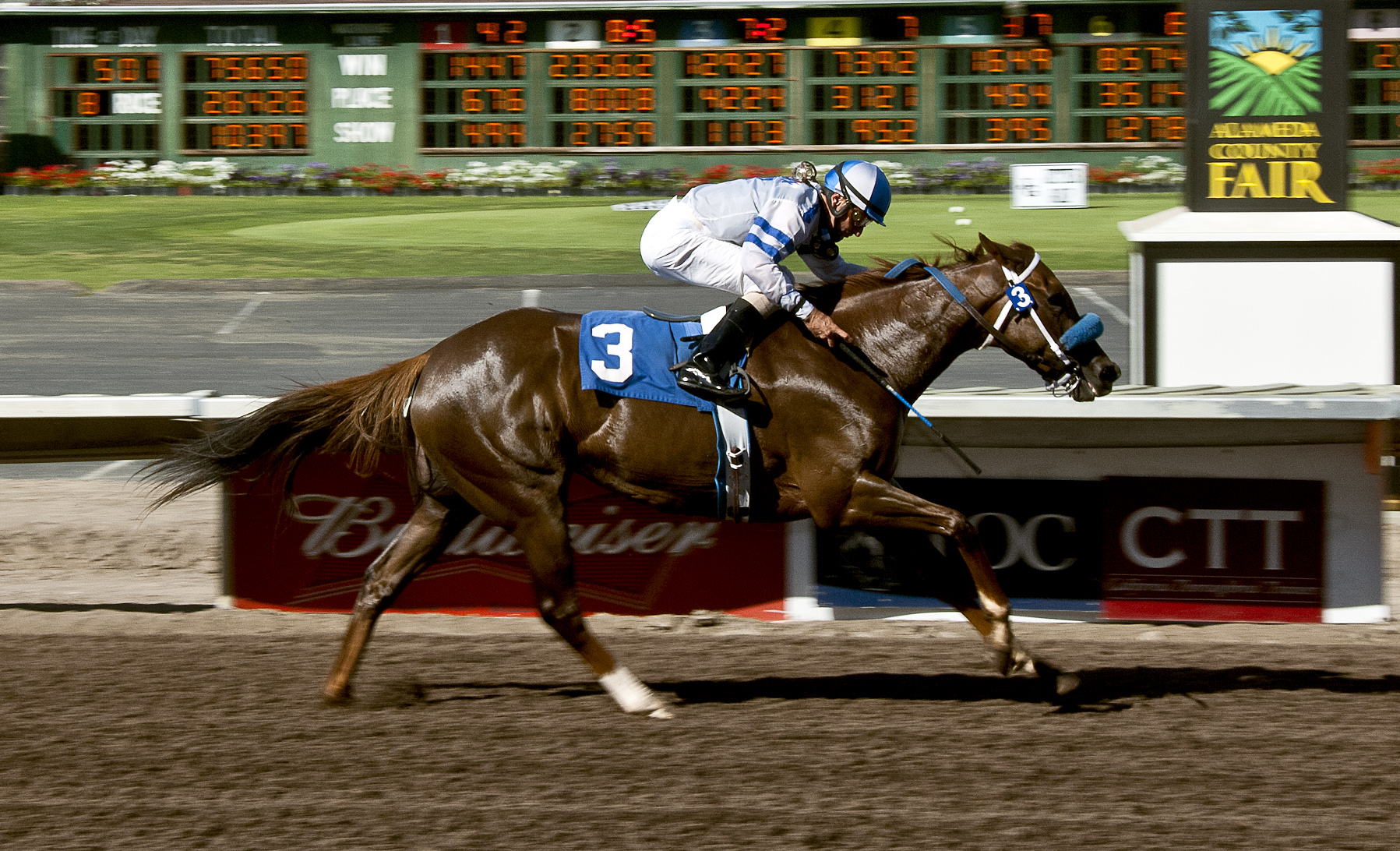 Amaranth wins 2014 Betamerica.com