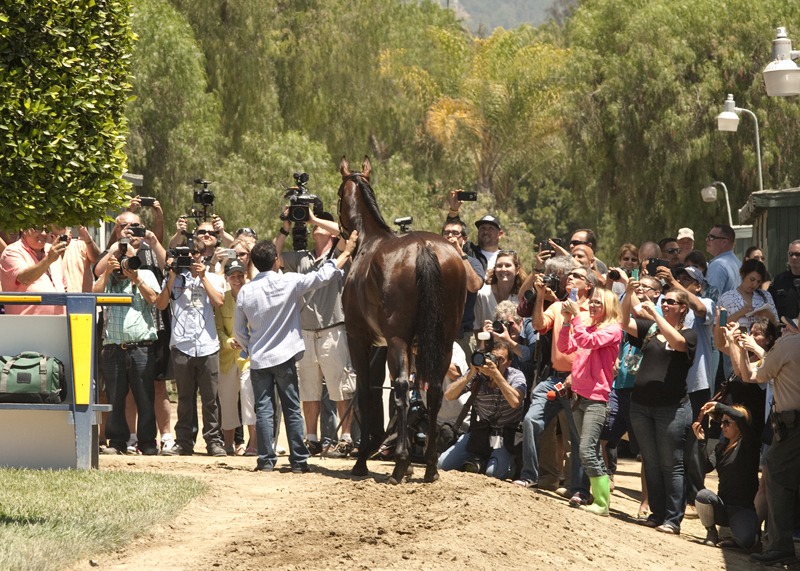 American Pharoah returns