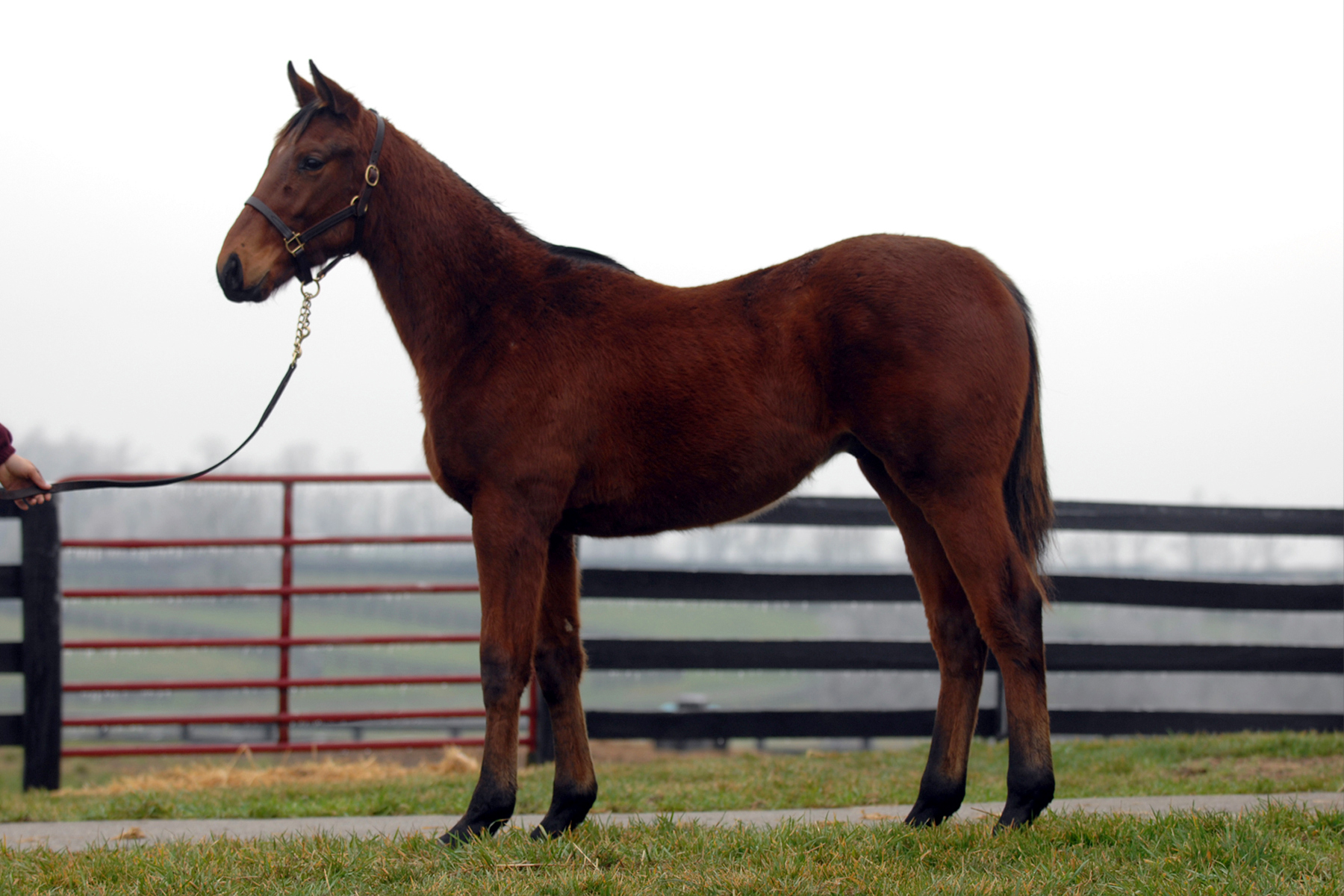 AmericanPharoahyearling