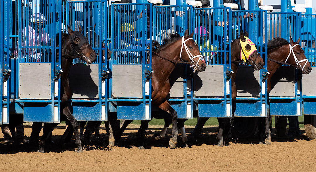 Race start at Aqueduct Racetrack, 2021