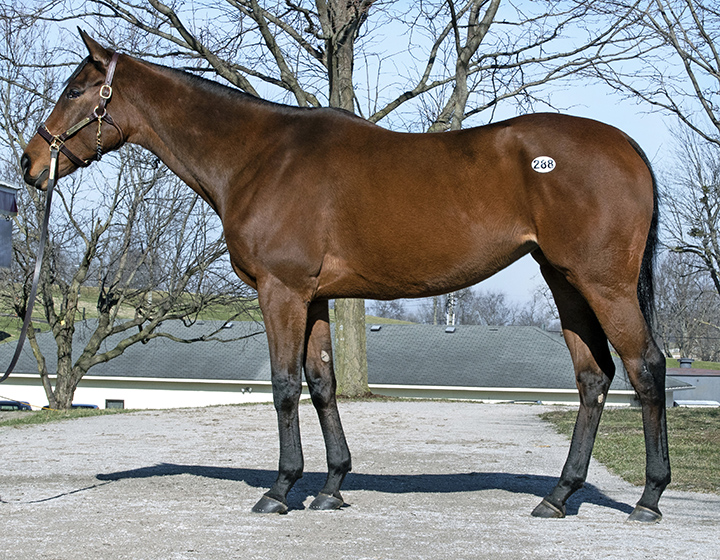 Abel Tasman at the 2019 Keeneland January Sale