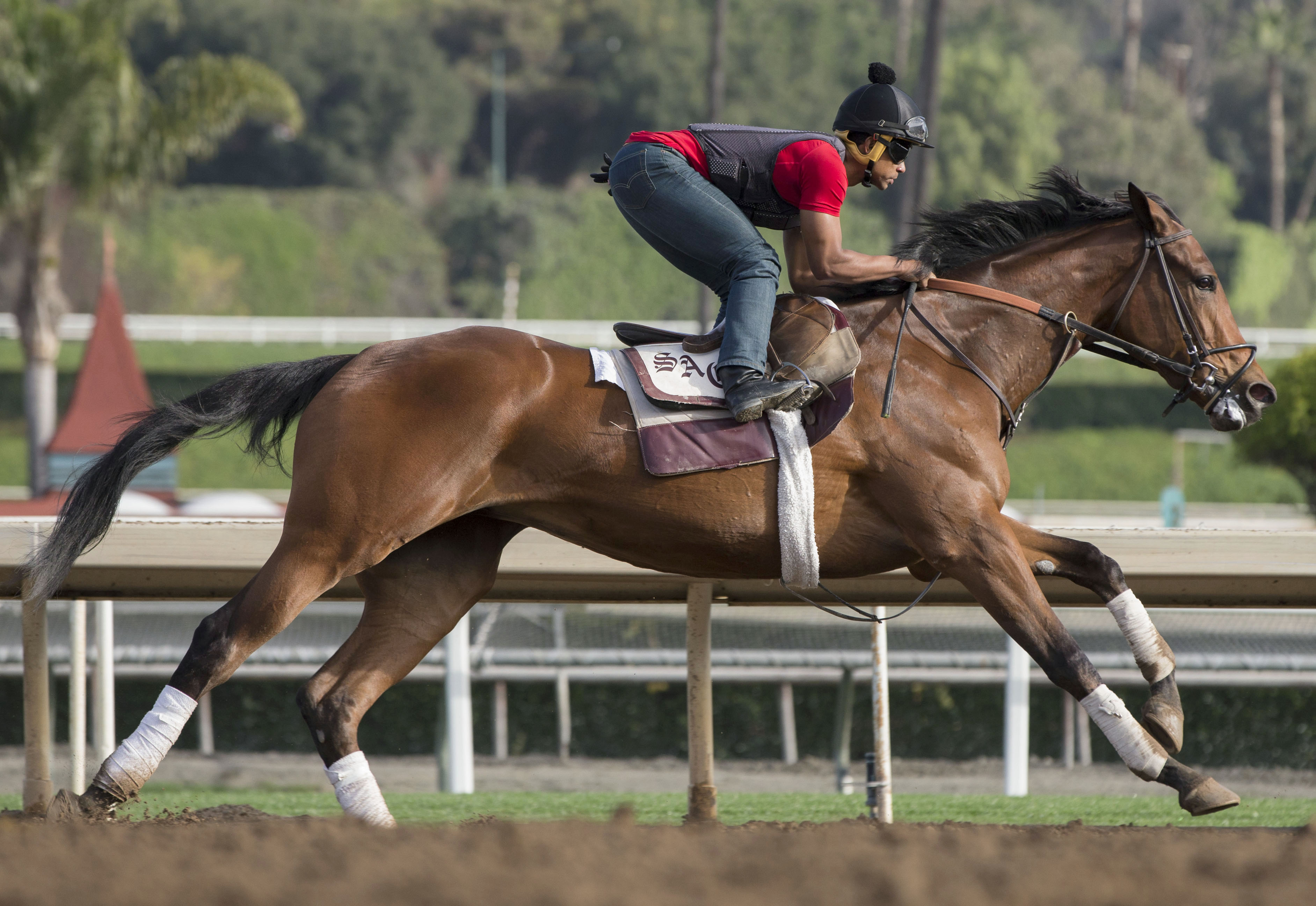 Abel Tasman trains at Santa Anita Park on Feb. 9