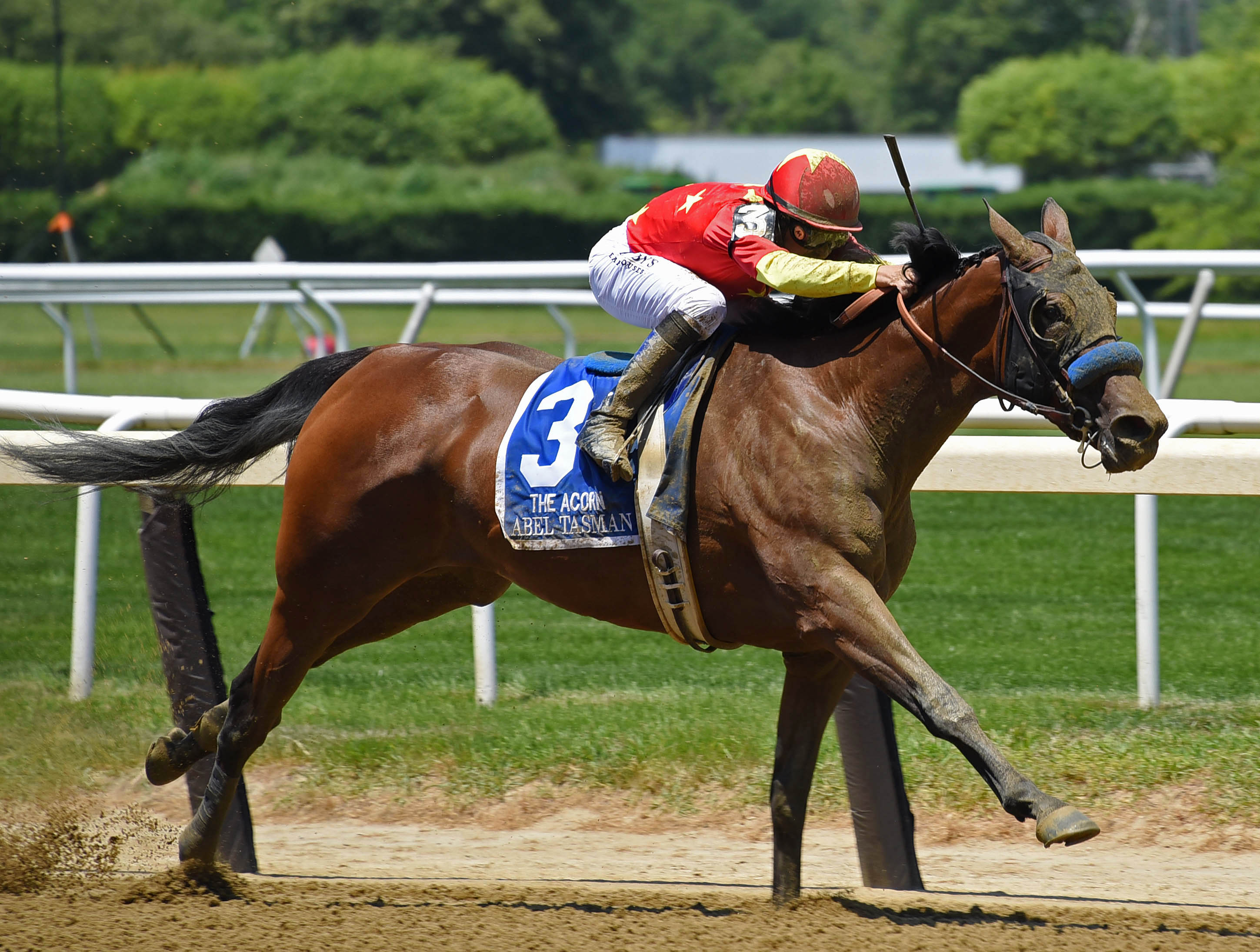 Abel Tasman wins the Acorn