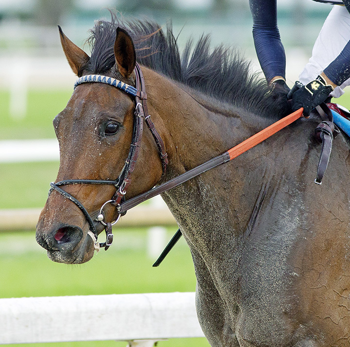 Abounding Joy at Tampa Bay Downs on Feb. 16