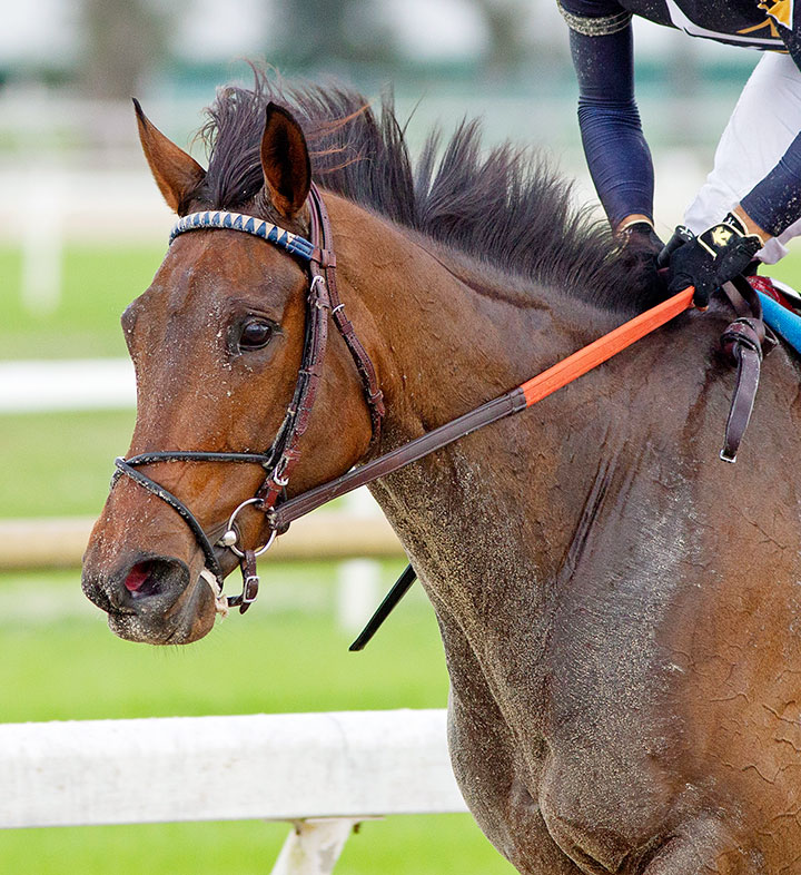 Abounding Joy at Tampa Bay Downs in February 2019