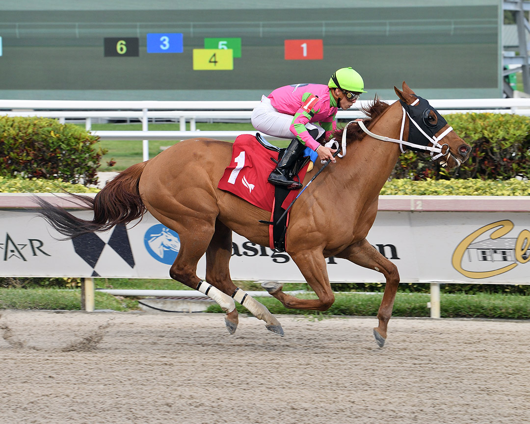 Absolute Grit wins a March 20 allowance at Gulfstream Park